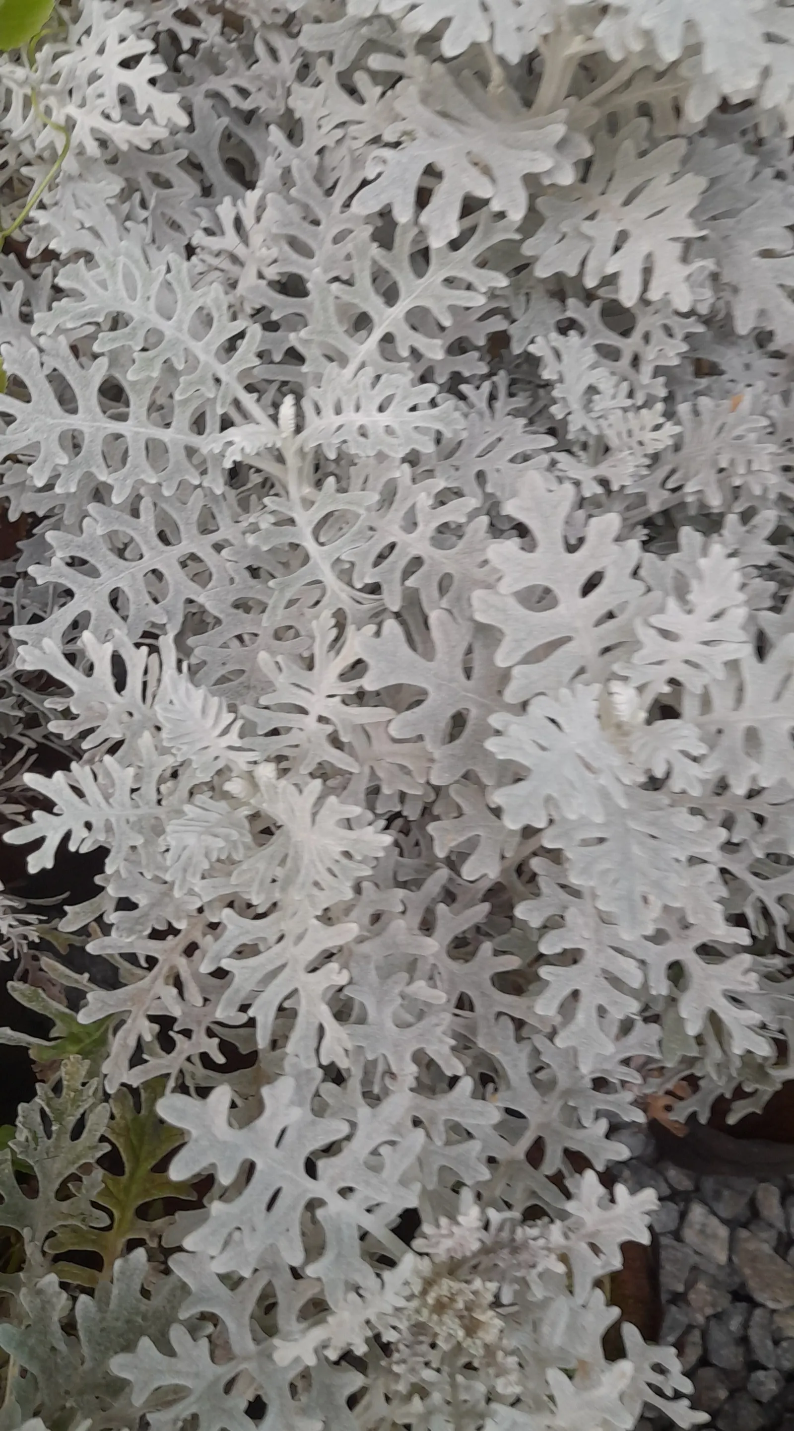 Dusty Miller (Centaurea Cineraria) — Dusty Miller thrives in USDA hardiness zones 7 to 10; perennial with purple and yellow blooms, image 61