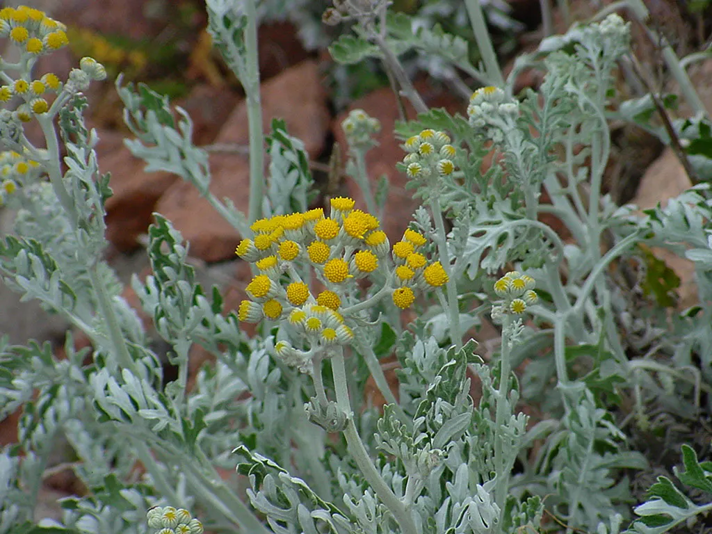 Dusty Miller (Centaurea Cineraria) — scientifically known as Centaurea cineraria; generally low-maintenance