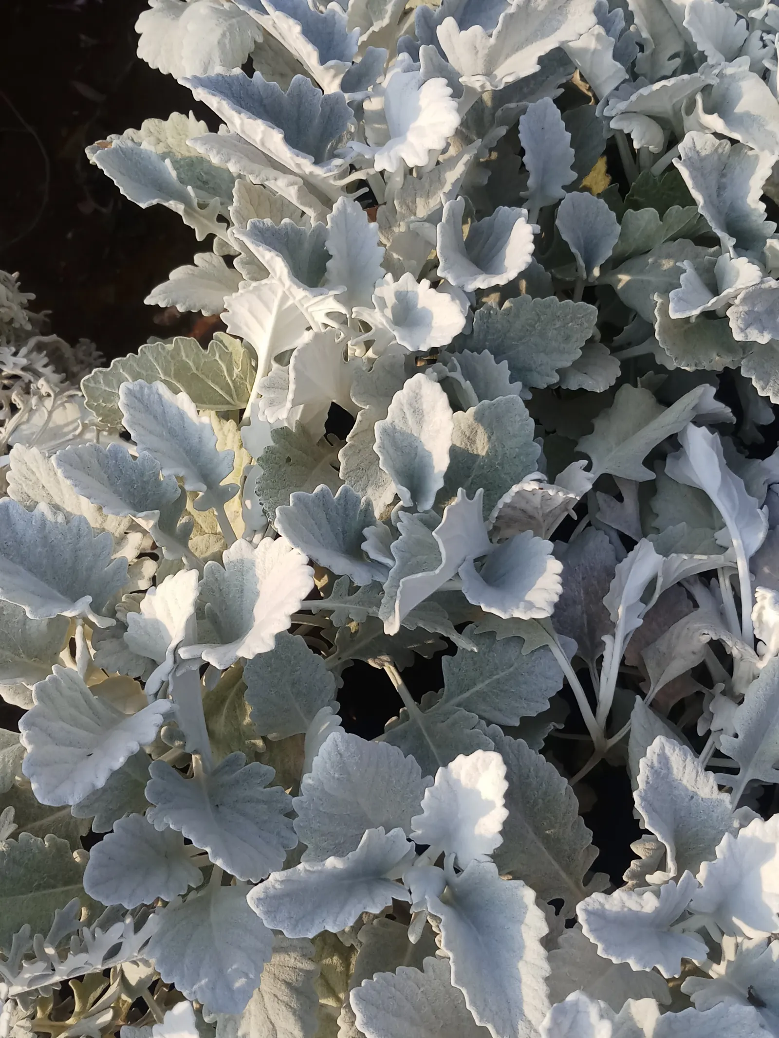 Dusty Miller (Centaurea Cineraria) — The lacy leaves are deeply lobed and range from 2 to 5 inches in length; reducing frequency as the plant, image 64