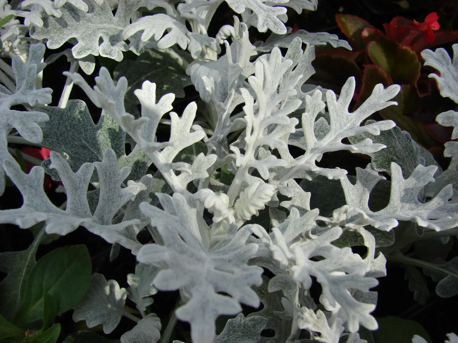Dusty Miller (Centaurea Cineraria) — Thriving in USDA zones 7-10, it grows 12-18 inches tall with a similar spread; dusty Miller thrives in USDA, image 52