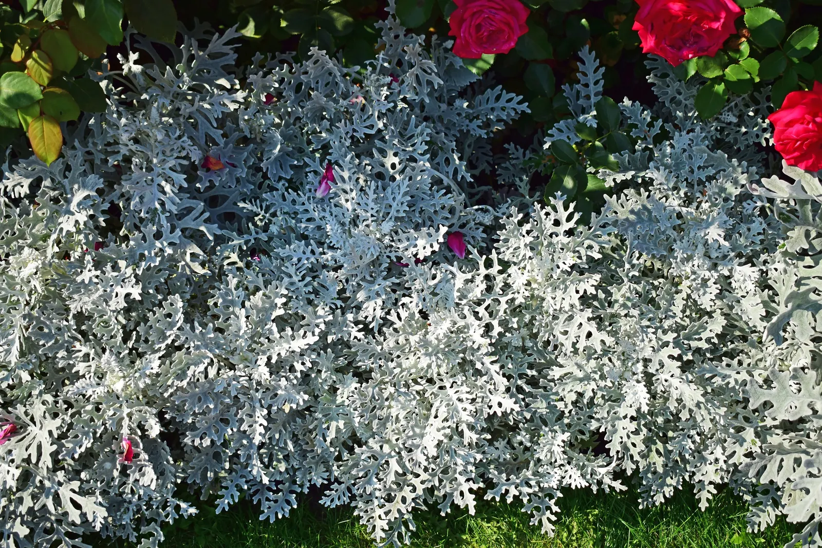 Dusty Miller (Centaurea Cineraria) — Preferring full sun to light shade