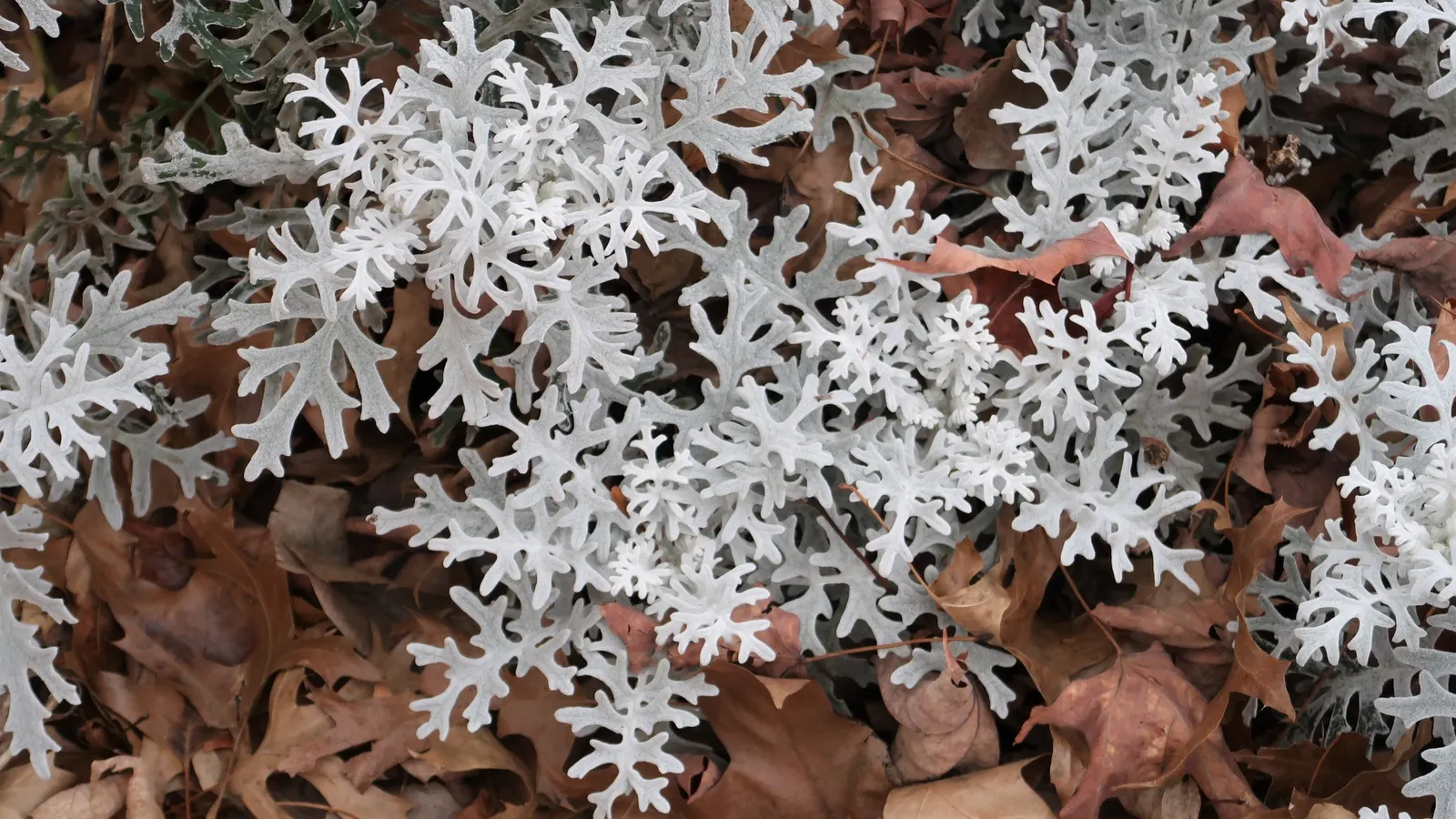 Dusty Miller (Centaurea Cineraria) — or as a foil for more colorful flowers, image 63