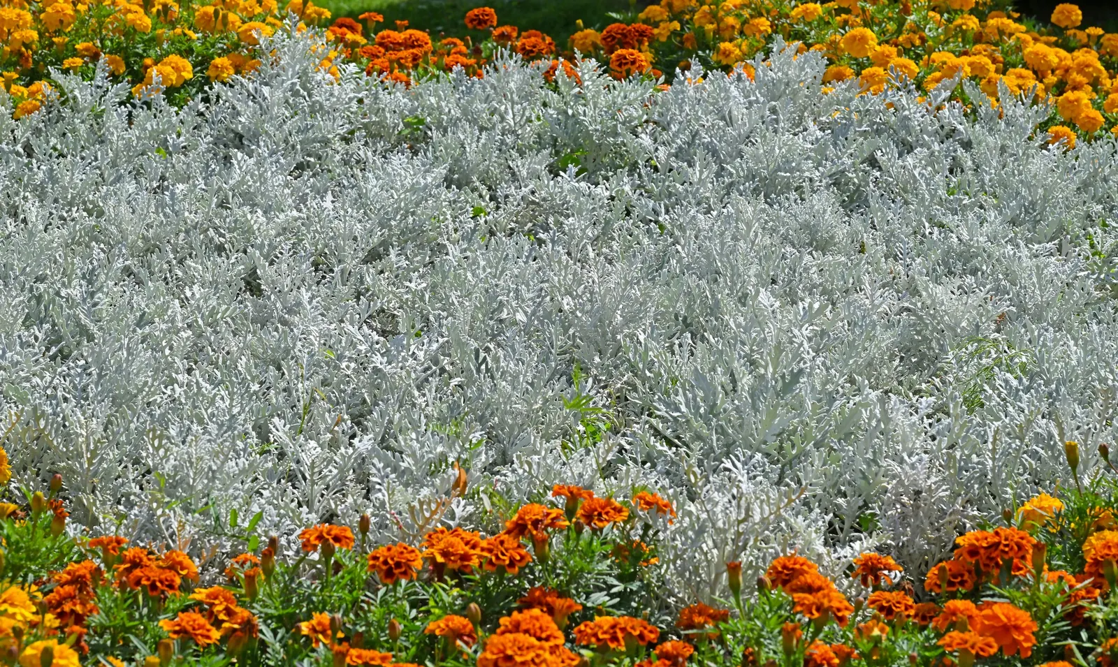 Dusty Miller (Centaurea Cineraria) — contributing an almost ethereal quality to the design; thriving in USDA zones 7-10, it grows 12-18 inches tall, image 65