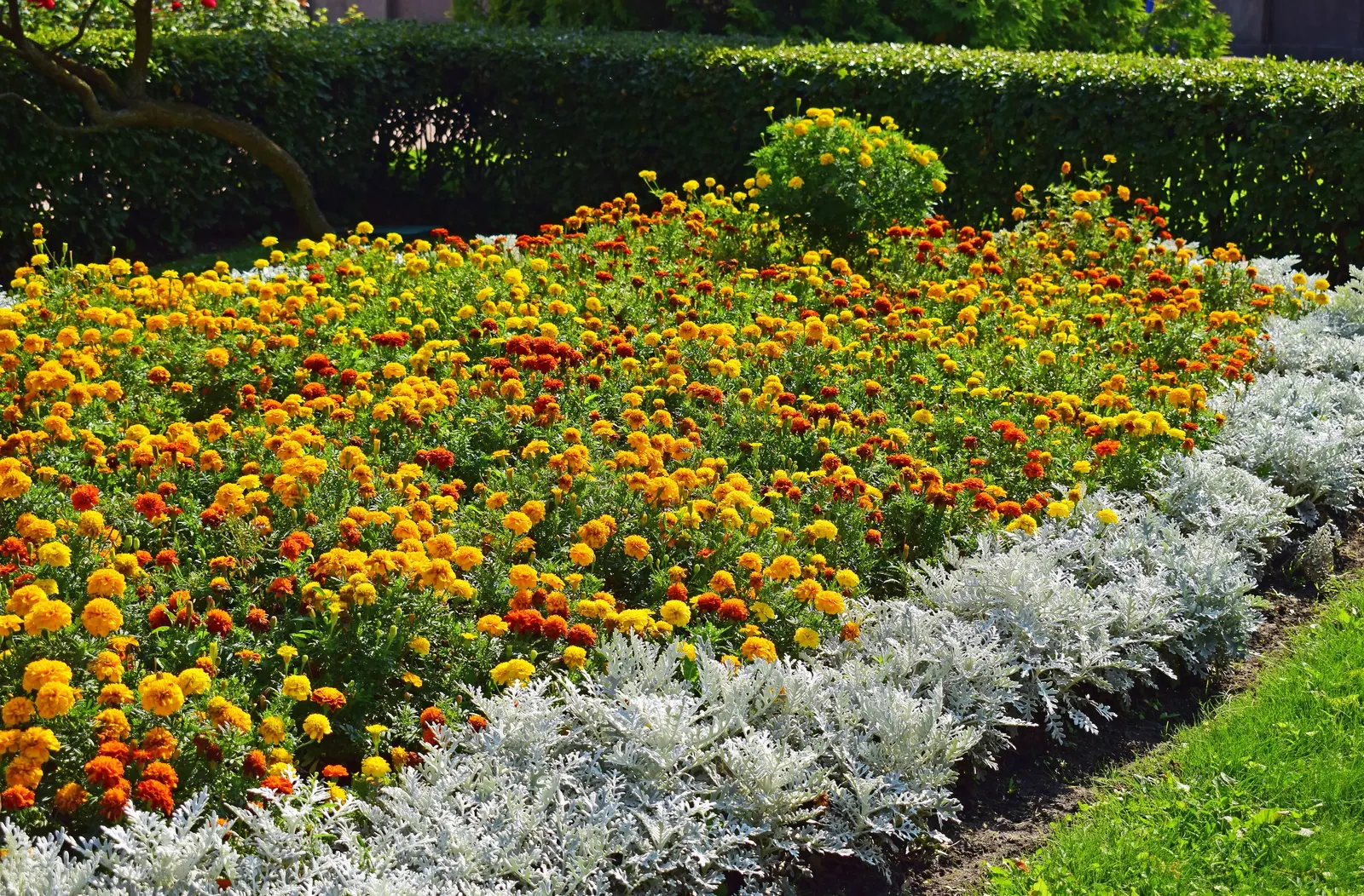 Dusty Miller (Centaurea Cineraria) — this drought-tolerant plant adds contrasting texture to borders and container arrangements