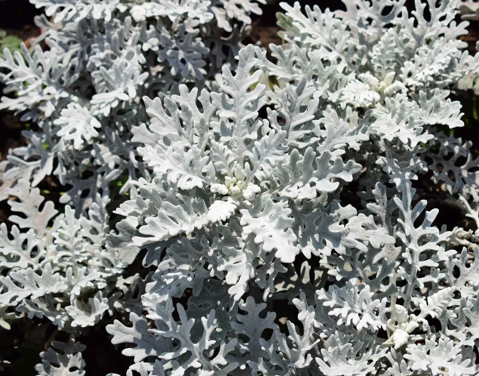 Dusty Miller (Centaurea Cineraria) — plant Dusty Miller in well-drained soil