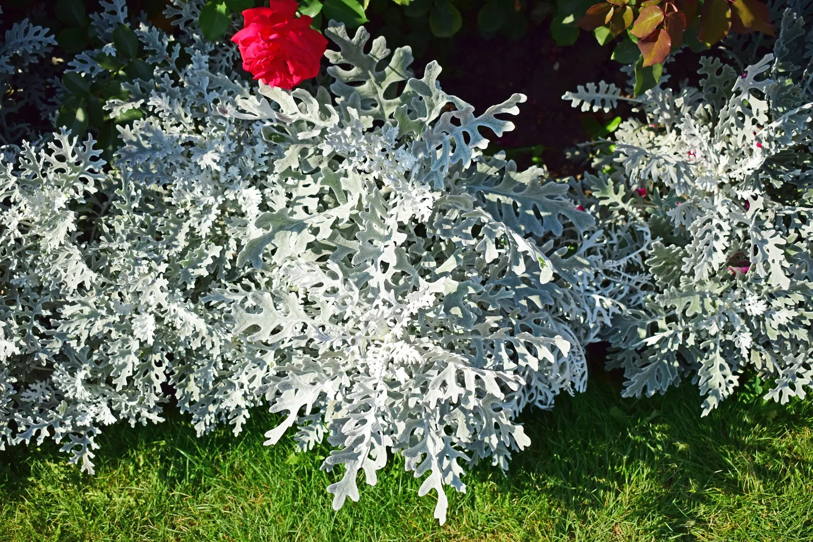 Dusty Miller (Centaurea Cineraria) — Its delicate yellow flowers can be removed to maintain leaf vibrancy; scientifically known as Centaurea cineraria
