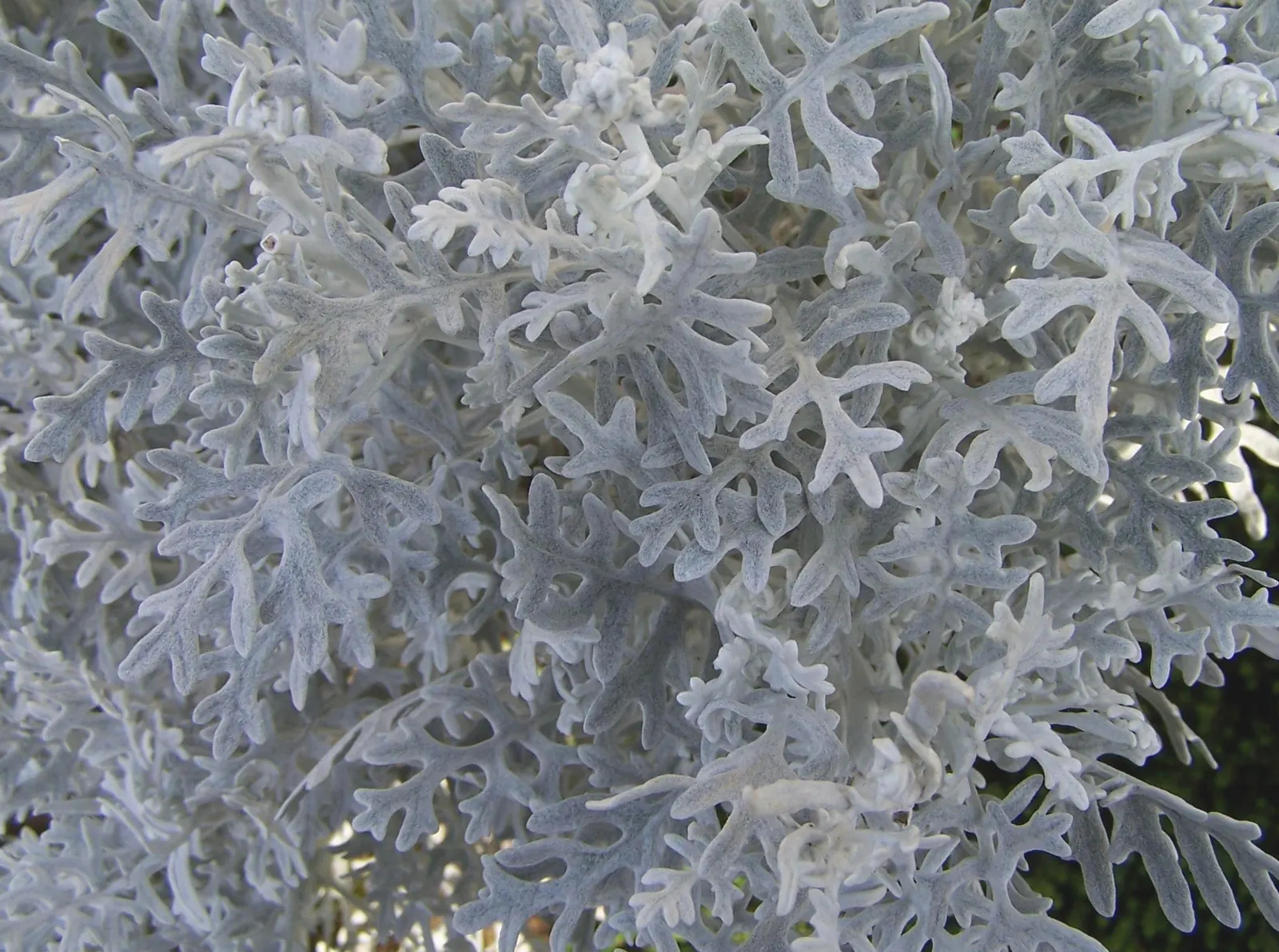Dusty Miller (Centaurea Cineraria) — A low-maintenance choice for year-round interest