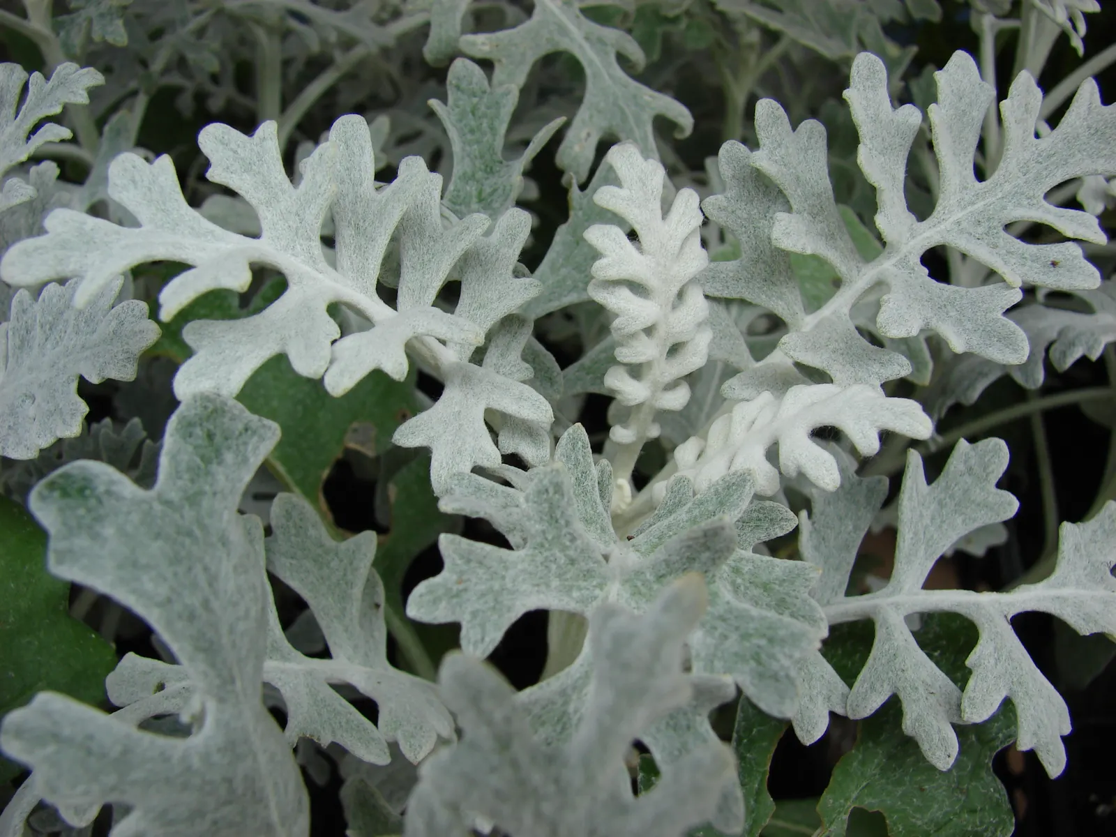 Dusty Miller (Centaurea Cineraria) — Its delicate yellow flowers can be removed to maintain leaf vibrancy; scientifically known as Centaurea, image 55