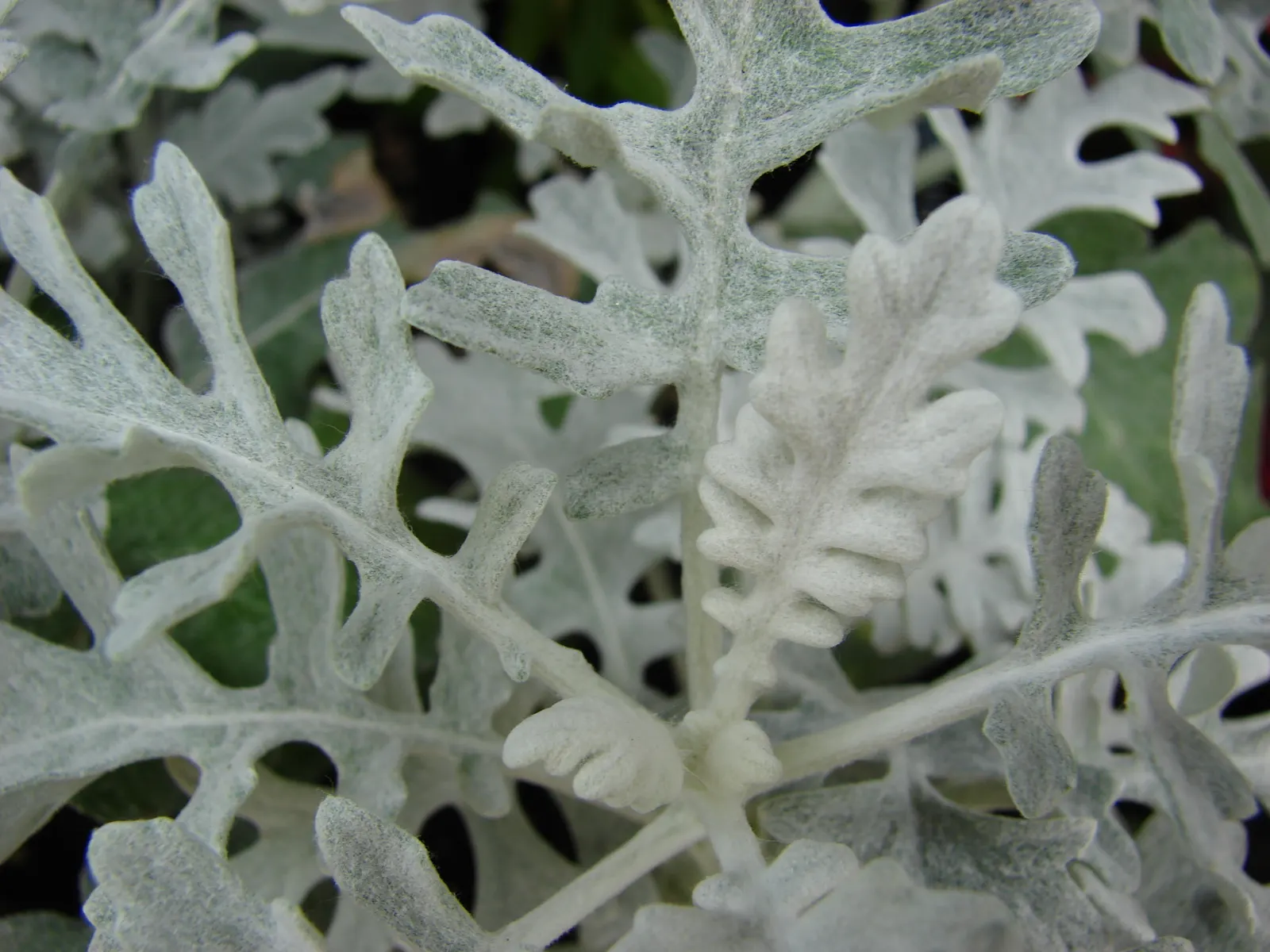 Dusty Miller (Centaurea Cineraria) — and water regularly until the root system is well-established; its delicate yellow flowers can be removed to, image 69