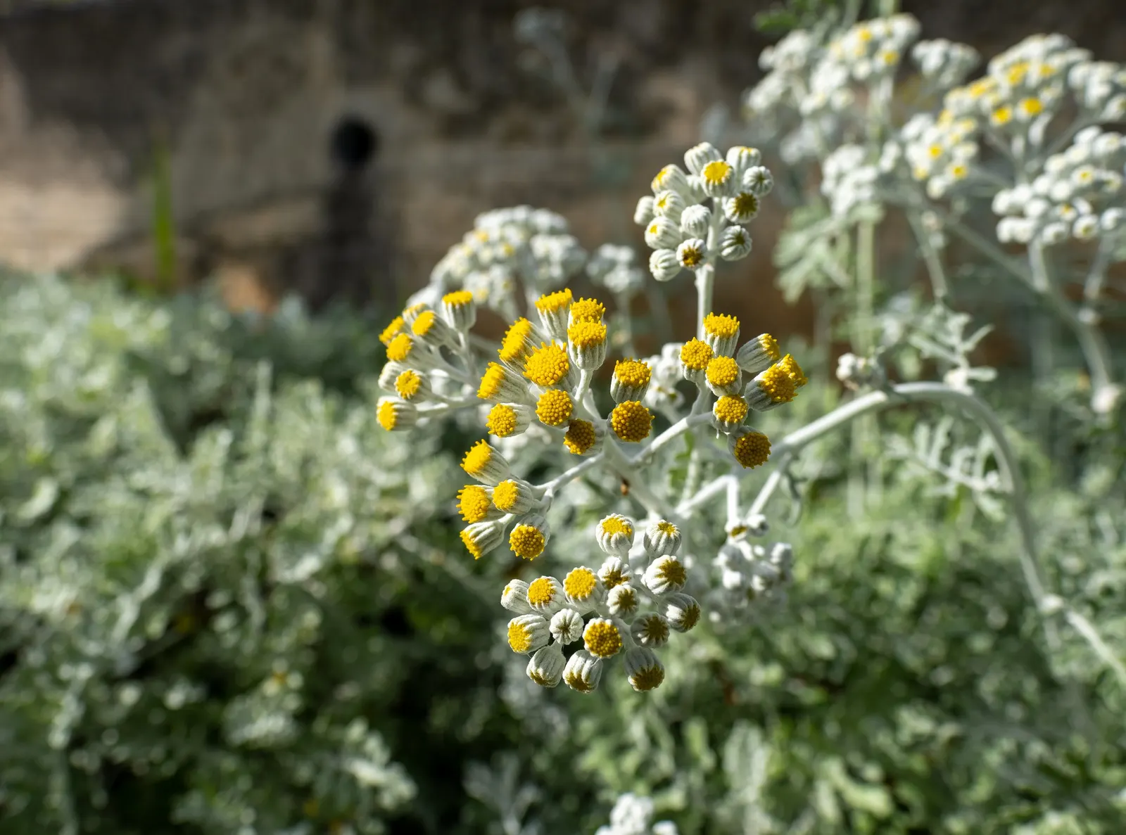 Dusty Miller (Centaurea Cineraria) — Dusty Miller thrives in USDA hardiness zones 7 to 10