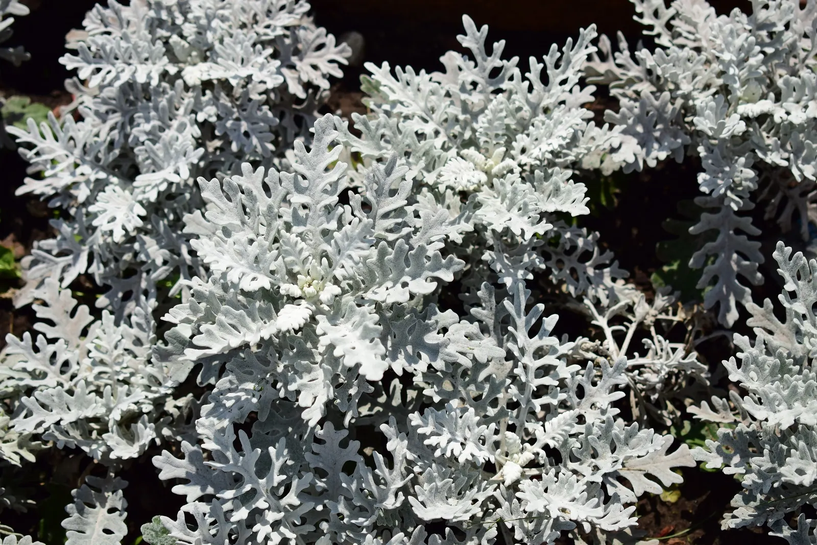 Dusty Miller (Centaurea Cineraria) — Dusty Miller, Centaurea cineraria, is a silver-foliaged perennial praised for its frosty leaves
