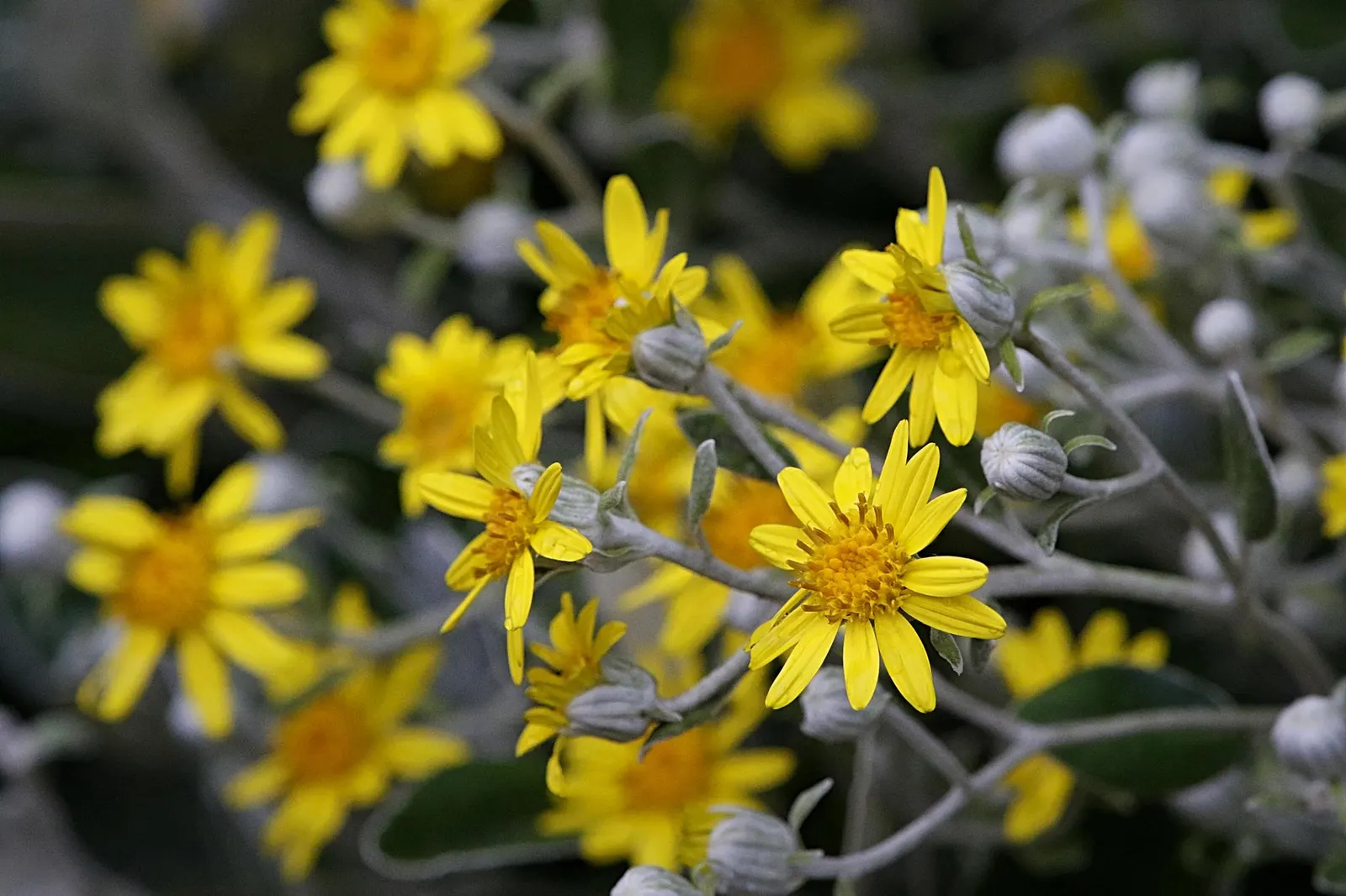 Dusty Miller (Centaurea Cineraria) — Dusty Miller, Centaurea cineraria, is a silver-foliaged perennial praised for its frosty leaves; this, image 51