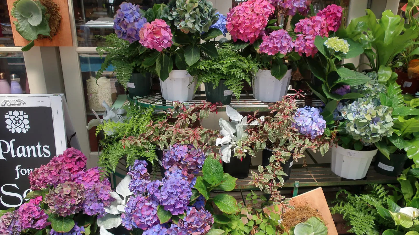 Dusty Miller (Centaurea Cineraria) — Generally low-maintenance