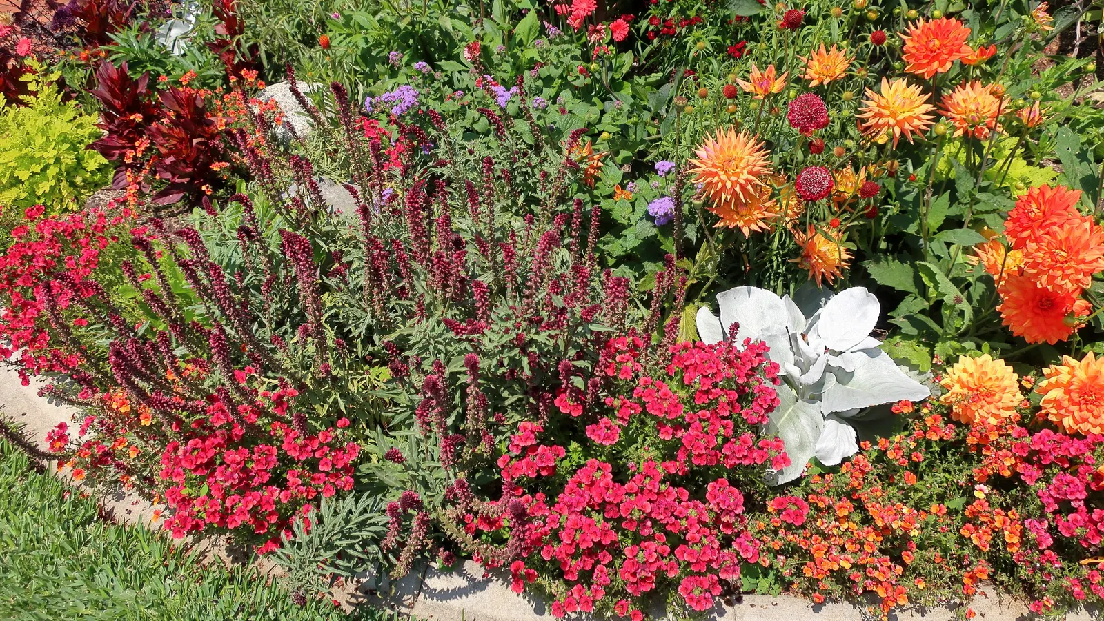 Dusty Miller (Centaurea Cineraria) — contributing an almost ethereal quality to the design