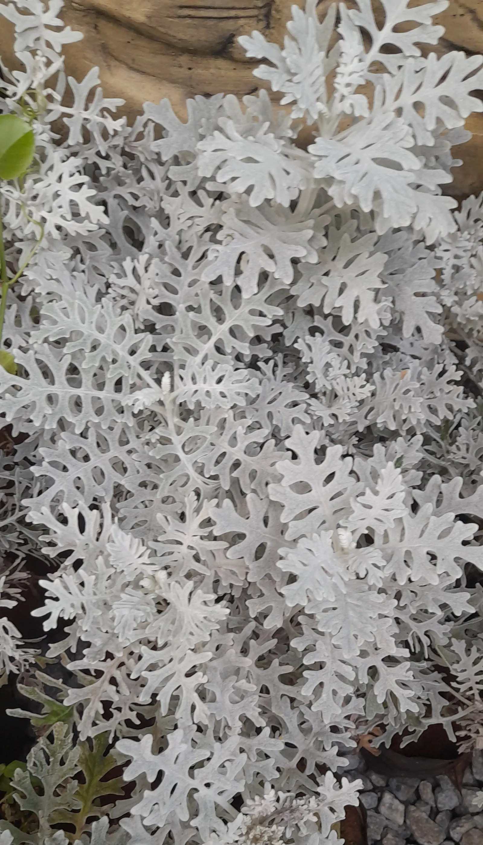 Dusty Miller (Centaurea Cineraria) — scientifically known as Centaurea cineraria; generally low-maintenance, image 57