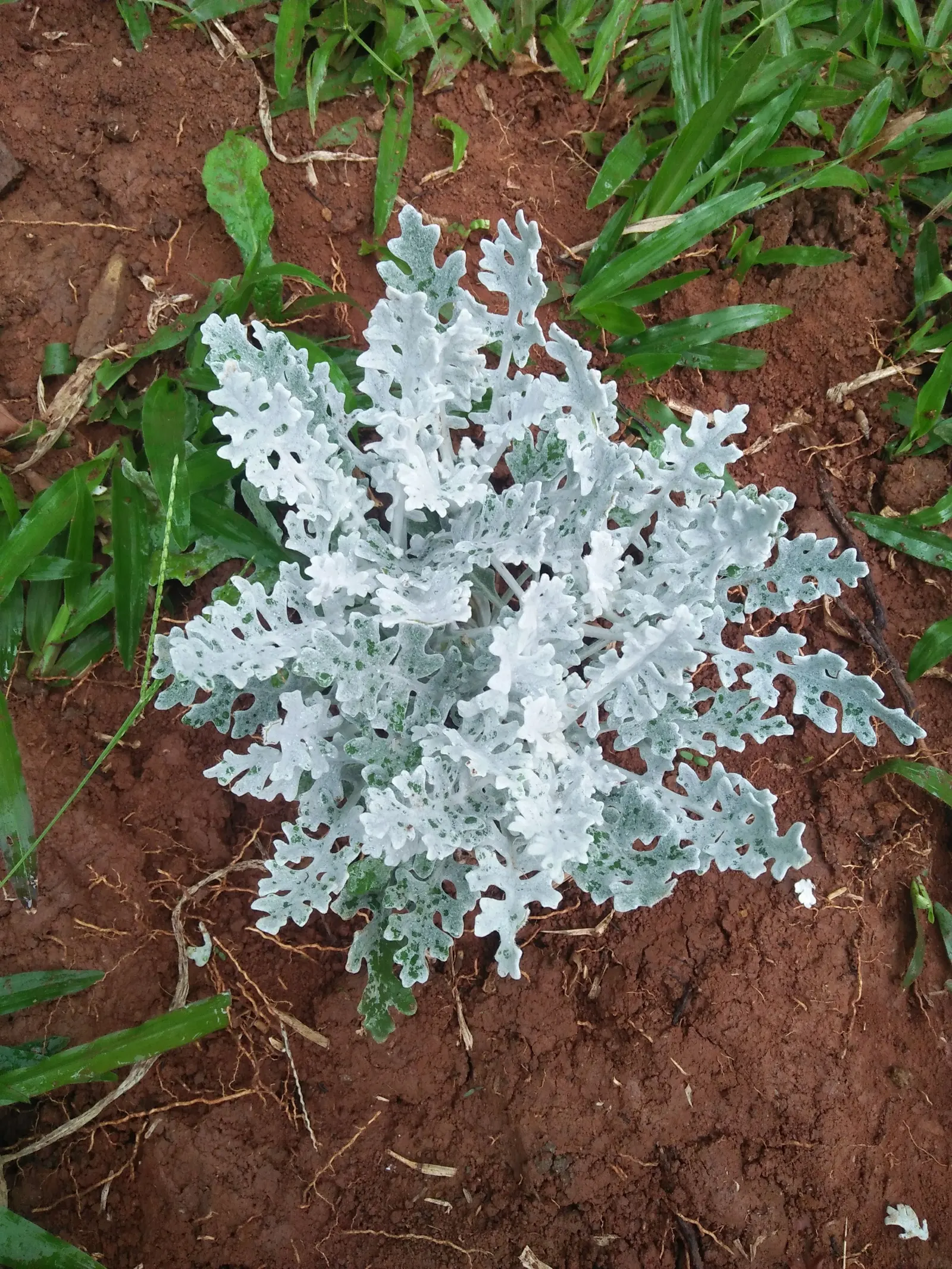 Dusty Miller (Centaurea Cineraria) — perennial with purple and yellow blooms