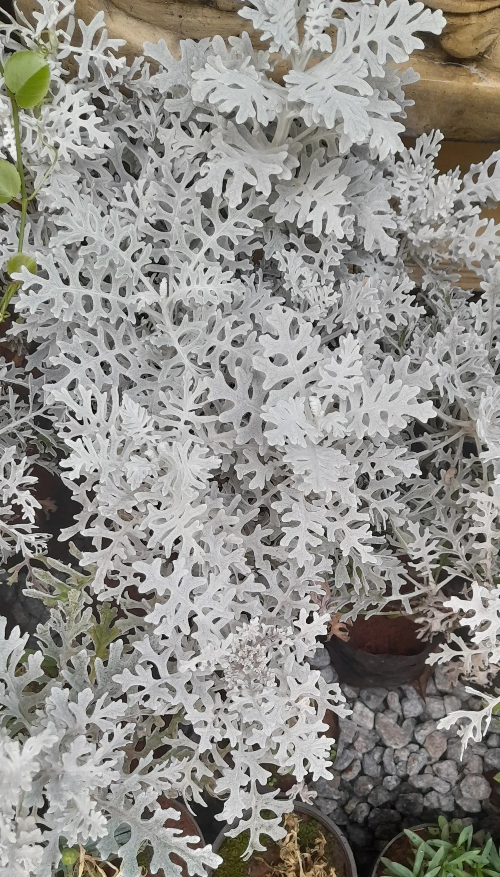 Dusty Miller (Centaurea Cineraria) — Preferring full sun to light shade; plant Dusty Miller in well-drained soil, image 53