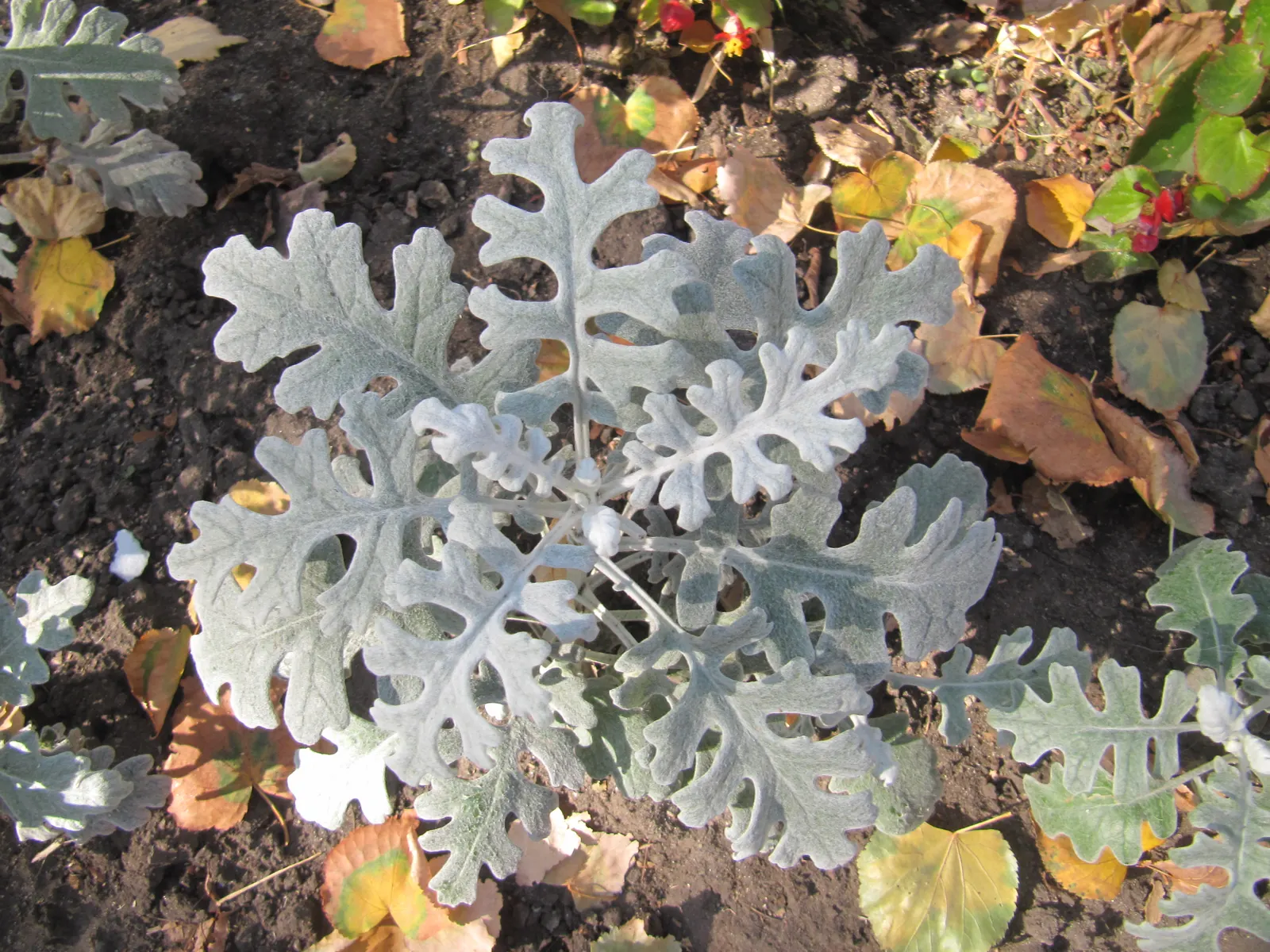 Dusty Miller (Centaurea Cineraria) — A low-maintenance choice for year-round interest; the lacy leaves are deeply lobed and range from 2 to 5 inches in length