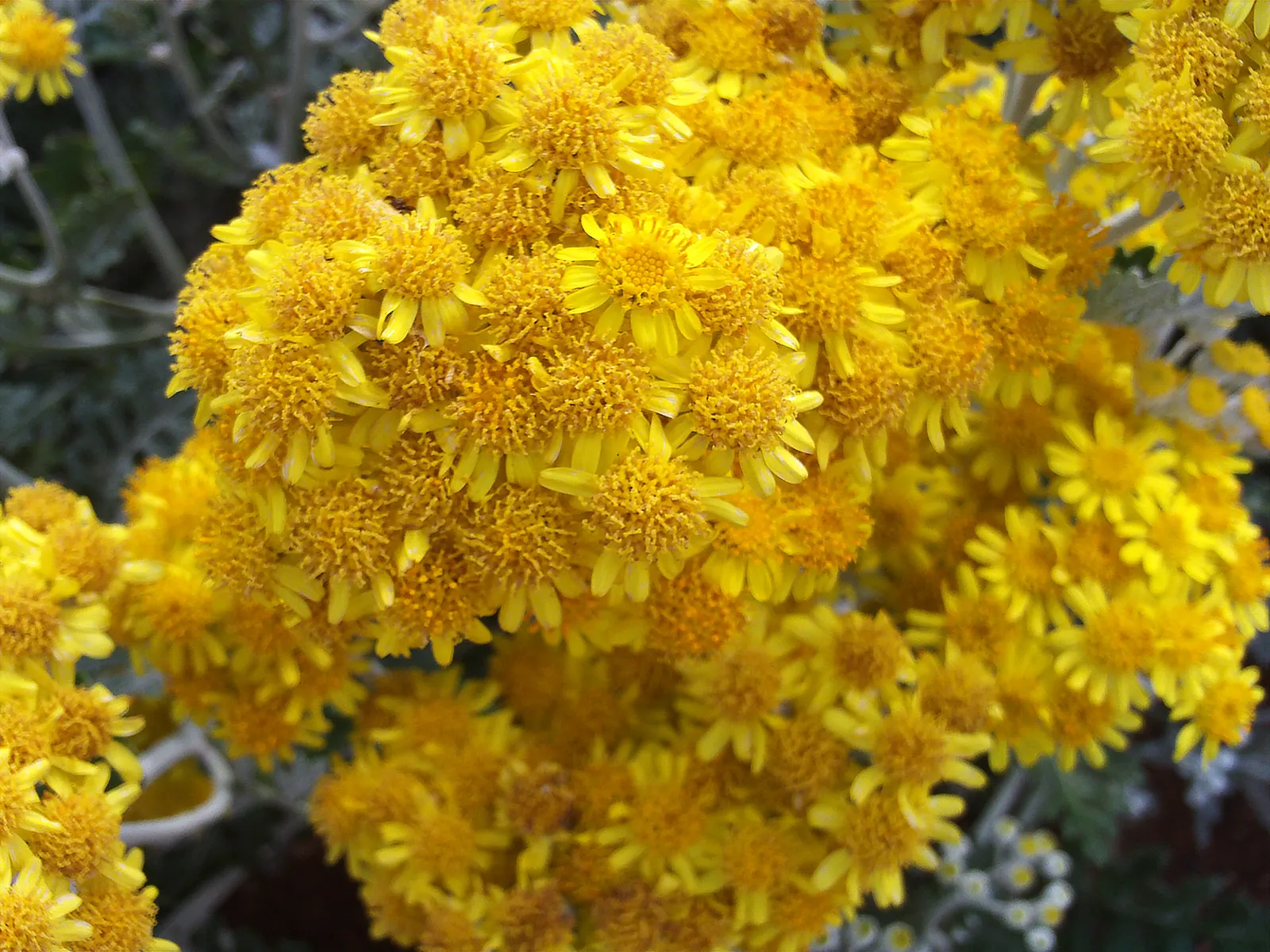 Dusty Miller (Centaurea Cineraria) — Its delicate yellow flowers can be removed to maintain leaf vibrancy