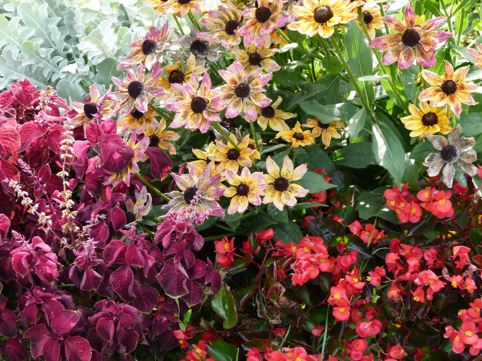 Dusty Miller (Centaurea Cineraria) — plant Dusty Miller in well-drained soil; purple and yellow flowers in the garden, image 68