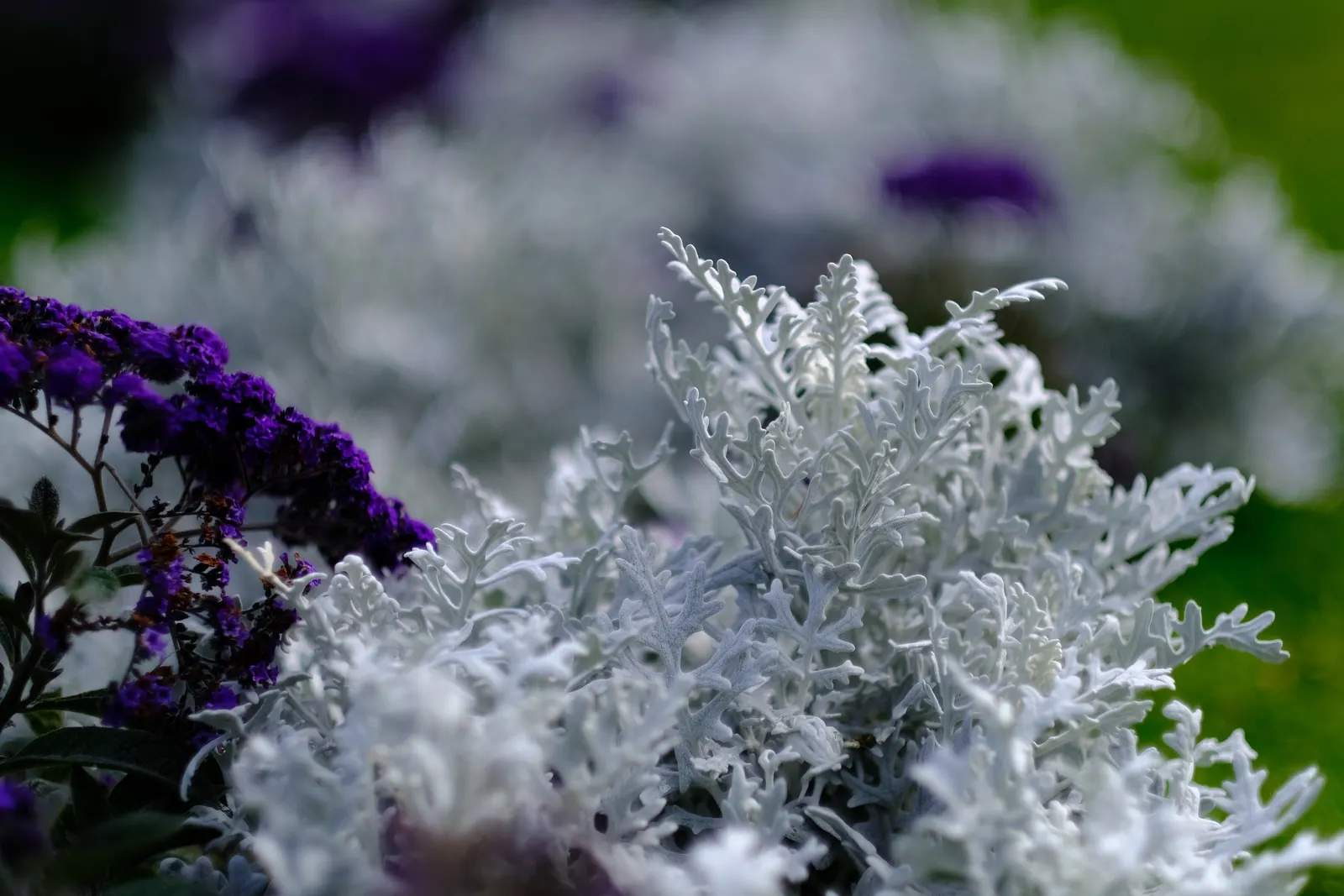 Dusty Miller (Centaurea Cineraria) — making it an excellent choice for borders; a low-maintenance choice for year-round interest
