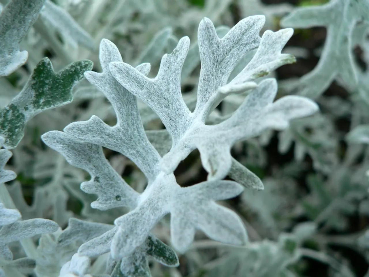 Dusty Miller (Centaurea Cineraria) — is a striking and versatile perennial plant highly sought after for its silvery-gray to nearly white