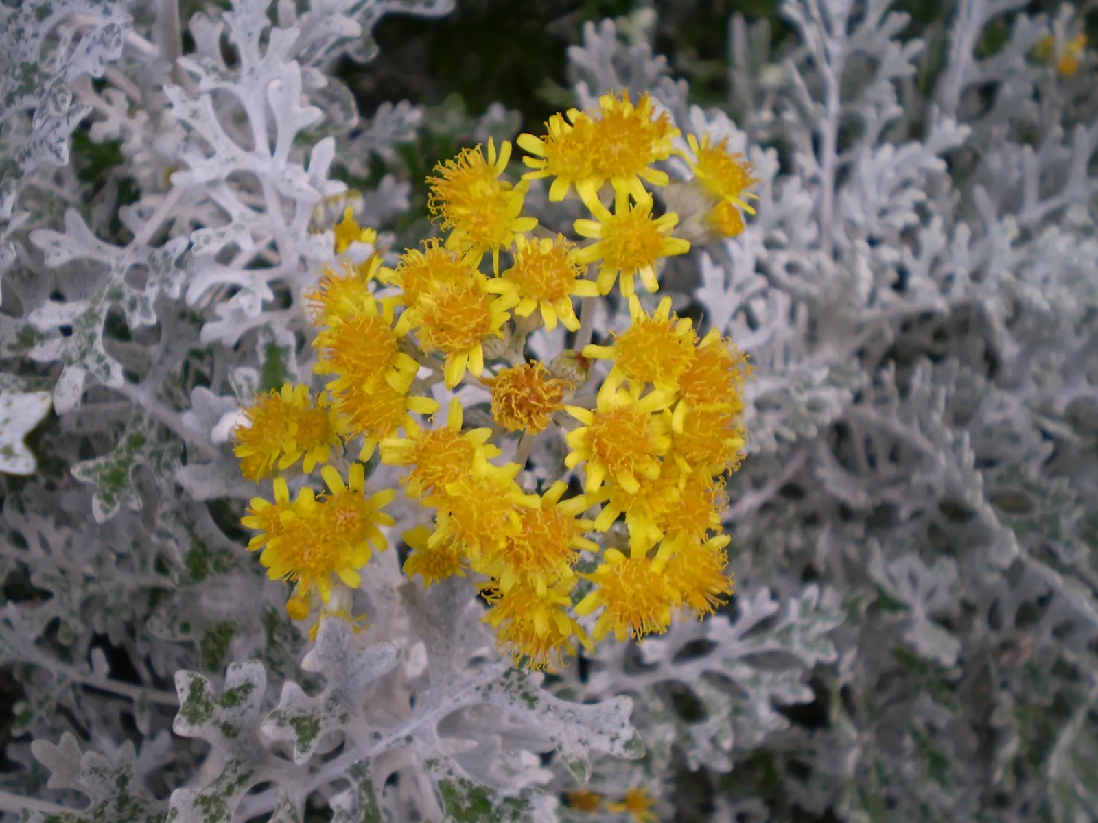Dusty Miller (Centaurea Cineraria) — contributing an almost ethereal quality to the design; thriving in USDA zones 7-10, it grows 12-18 inches tall with a