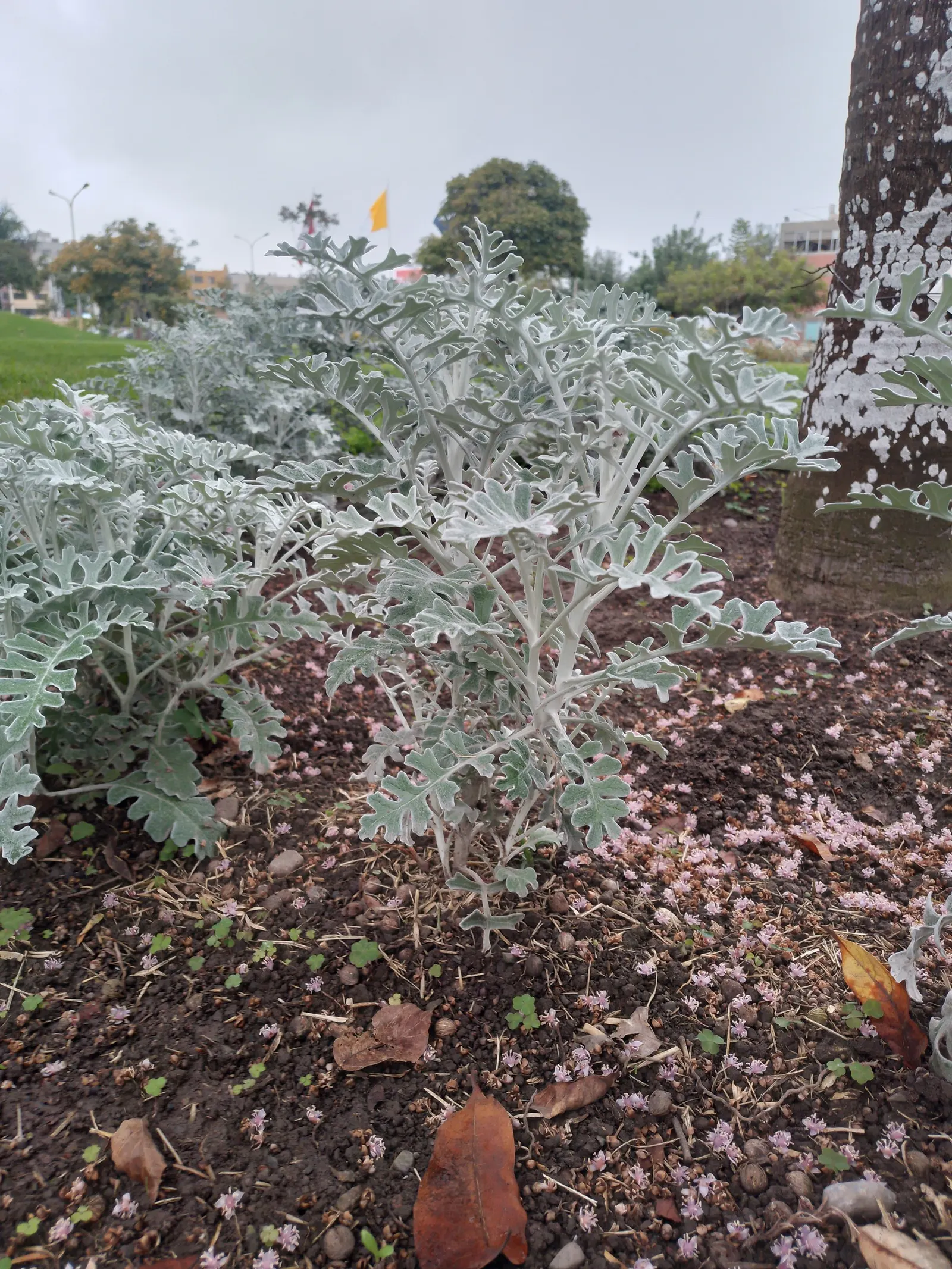 Dusty Miller (Centaurea Cineraria) — Thriving in USDA zones 7-10, it grows 12-18 inches tall with a similar spread; dusty Miller thrives in USDA hardiness