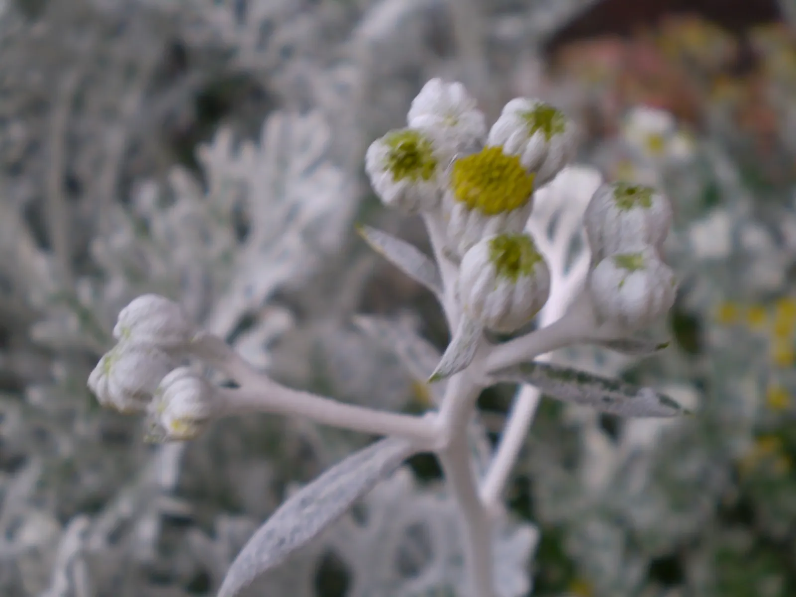 Dusty Miller (Centaurea Cineraria) — and water regularly until the root system is well-established
