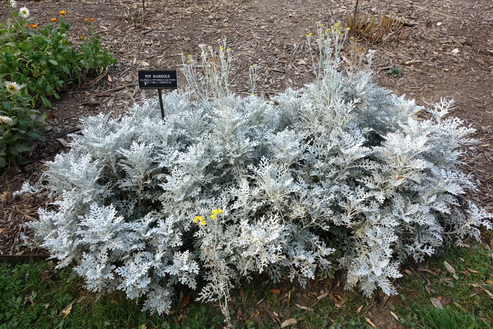 Dusty Miller (Centaurea Cineraria) — Originating from the Mediterranean region; where its luminous leaves can really brighten up less sunny areas.<br><br>For