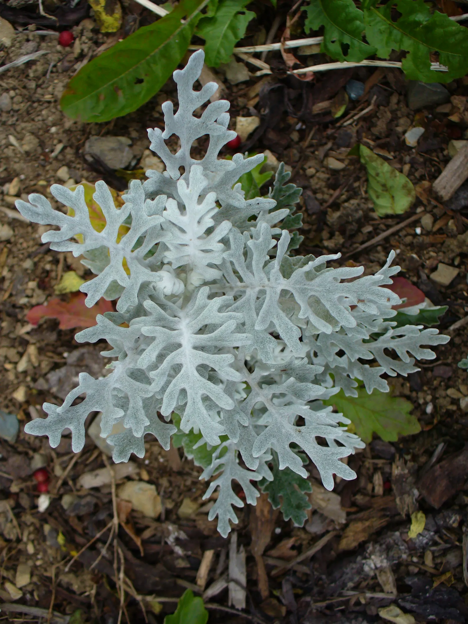 Dusty Miller (Centaurea Cineraria) — Dusty Miller prefers full sun but can tolerate partial shade; felt-like foliage which adds a unique texture and contrast