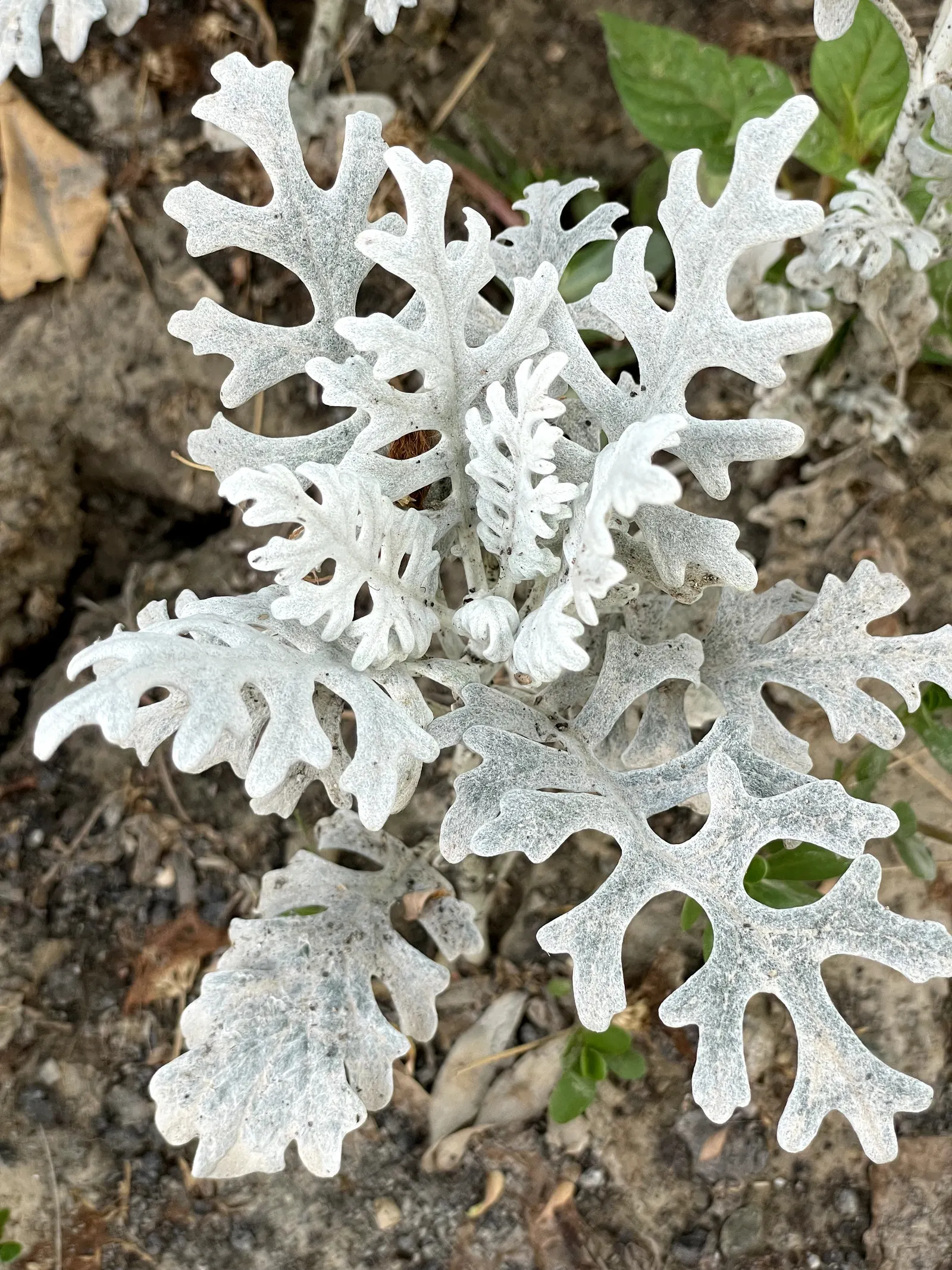 Dusty Miller (Centaurea Cineraria) — this drought-tolerant plant adds contrasting texture to borders and container arrangements; perennial for full or half