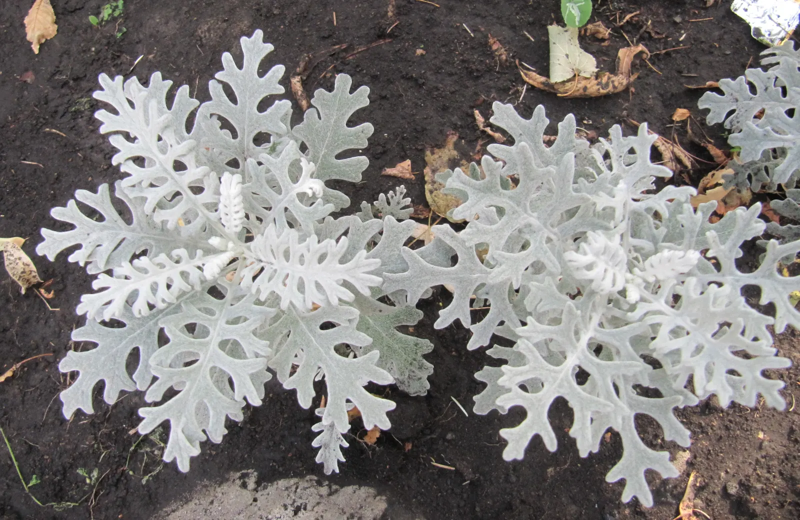 Dusty Miller (Centaurea Cineraria) — Thriving in USDA zones 7-10, it grows 12-18 inches tall with a similar spread