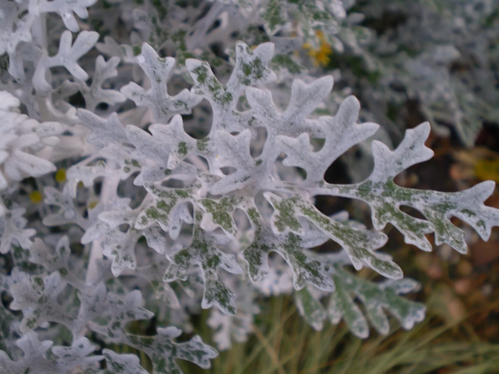 Dusty Miller (Centaurea Cineraria) — perennial for full or half