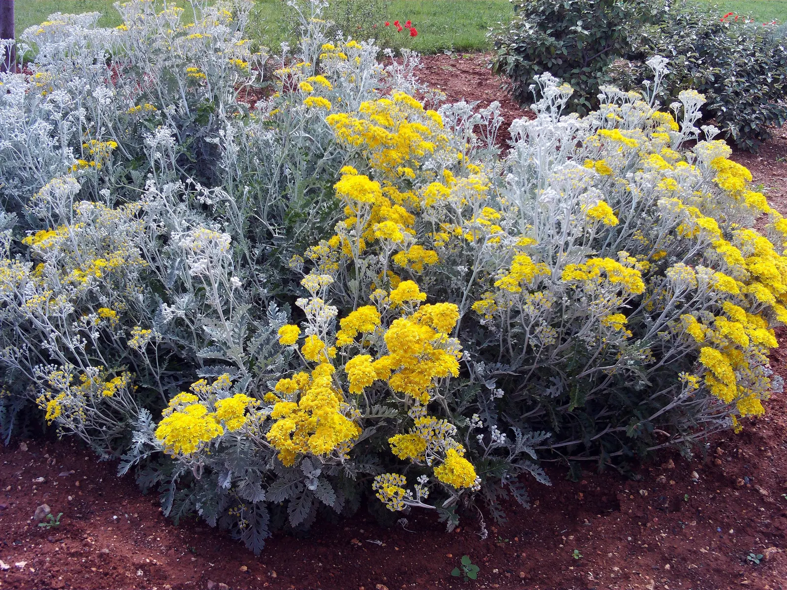 Dusty Miller (Centaurea Cineraria) — purple and yellow flowers in the garden; is a striking and versatile perennial plant highly sought after for its