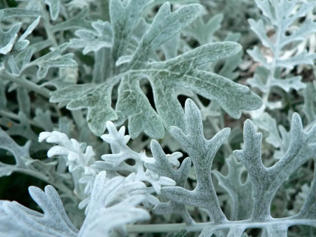Dusty Miller (Centaurea Cineraria) — felt-like foliage which adds a unique texture and contrast to any garden design