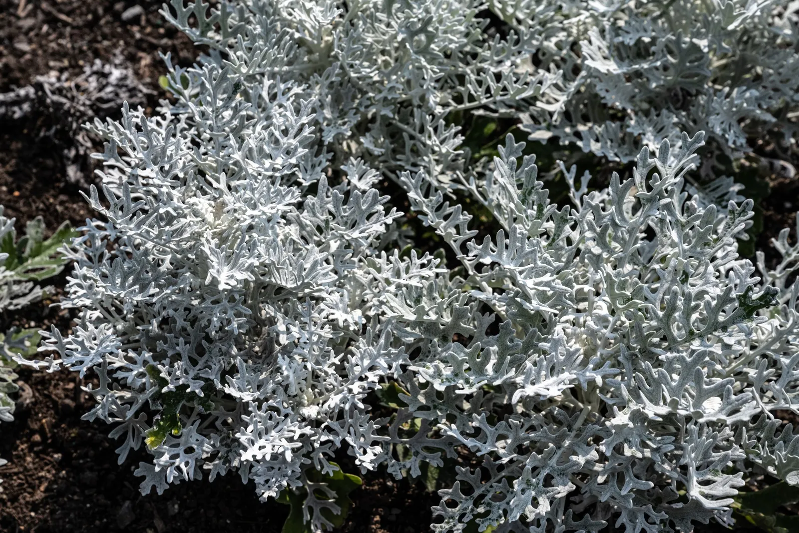 Dusty Miller (Centaurea Cineraria) — scientifically known as Centaurea cineraria