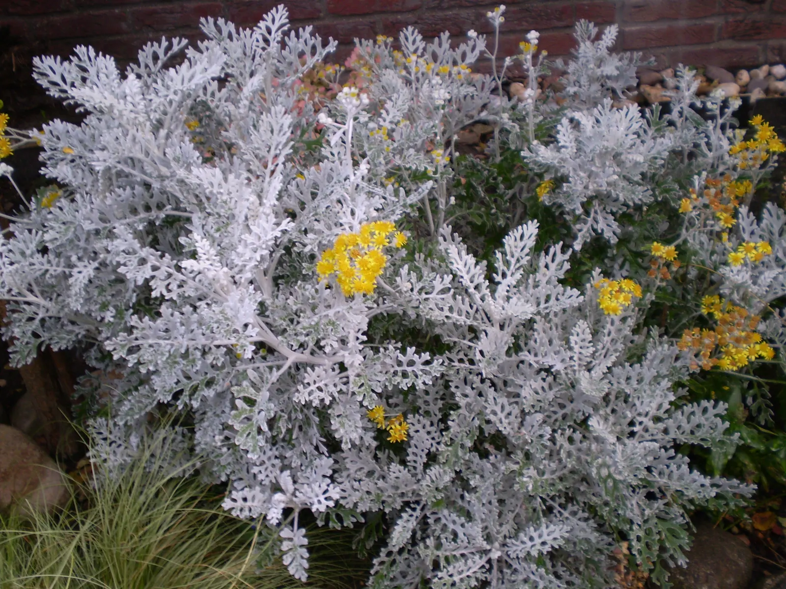 Dusty Miller (Centaurea Cineraria) — Dusty Miller prefers full sun but can tolerate partial shade