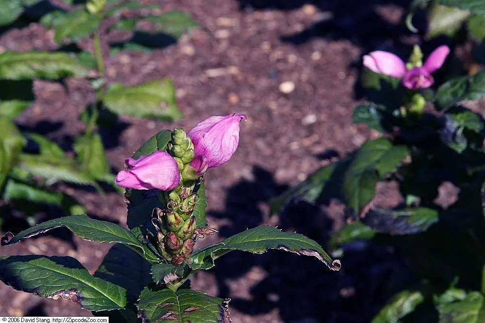 Turtlehead (Chelone Obliqua) — which closely resemble the head of a turtle with an open mouth, image 68