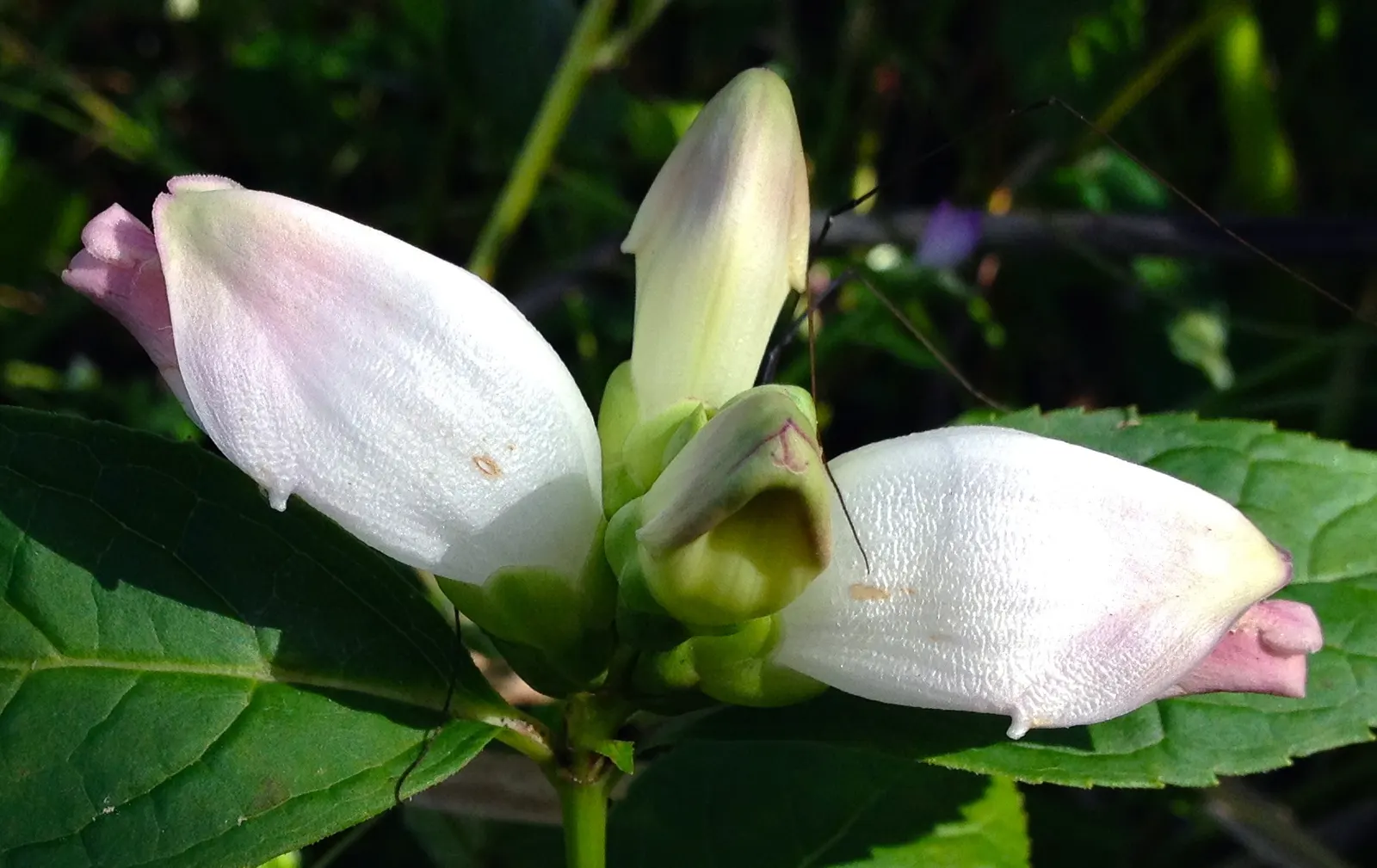 Turtlehead (Chelone Obliqua) — perennial for full or half or shade; including the Baltimore checkerspot butterfly which relies on it as a host plant for its