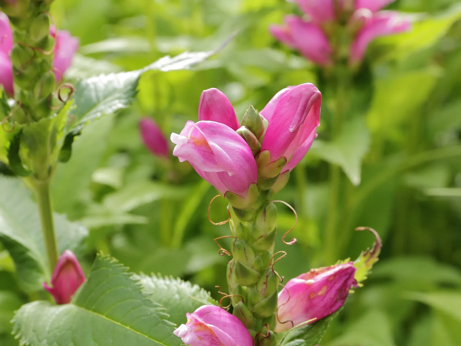 Turtlehead (Chelone Obliqua) — Blooms appear late summer to fall, attracting butterflies and hummingbirds; reaching a mature height of approximately 2 to 3