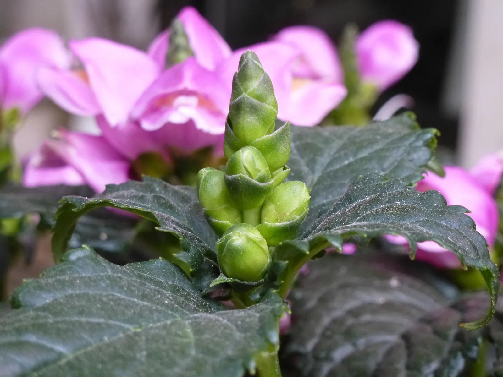 Turtlehead (Chelone Obliqua) — Preferring moist, fertile soil and partial shade, it's ideal for rain gardens or woodland borders, image 32