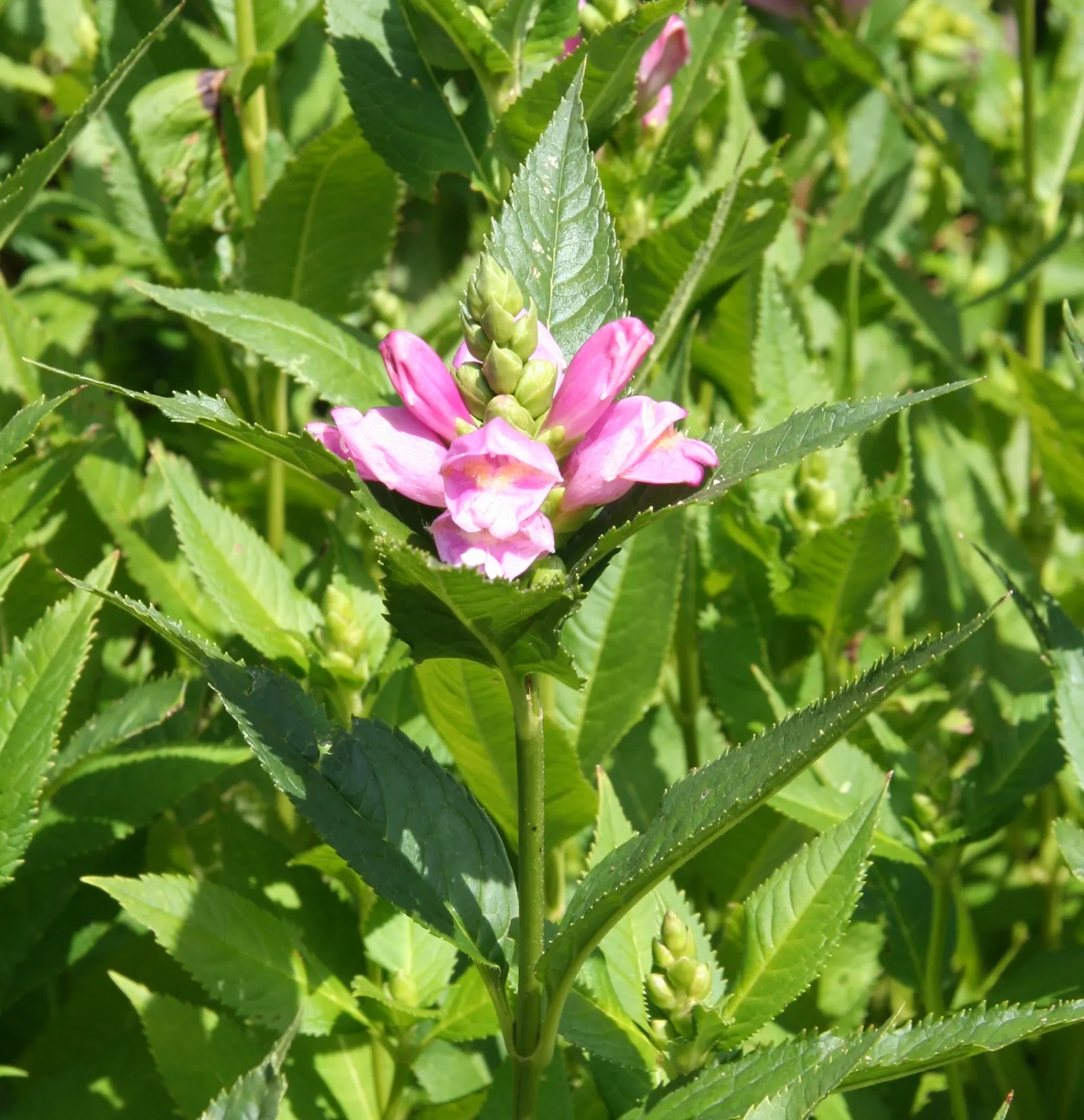 Turtlehead (Chelone Obliqua) — Preferring moist, fertile soil and partial shade, it's ideal for rain gardens or woodland borders