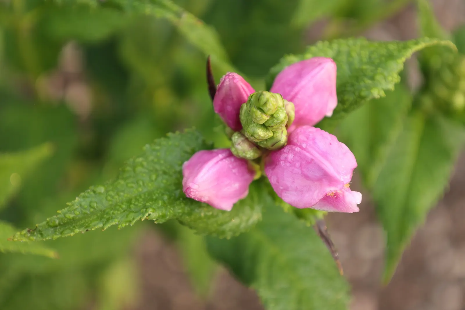 Turtlehead (Chelone Obliqua) — scientifically known as Chelone obliqua