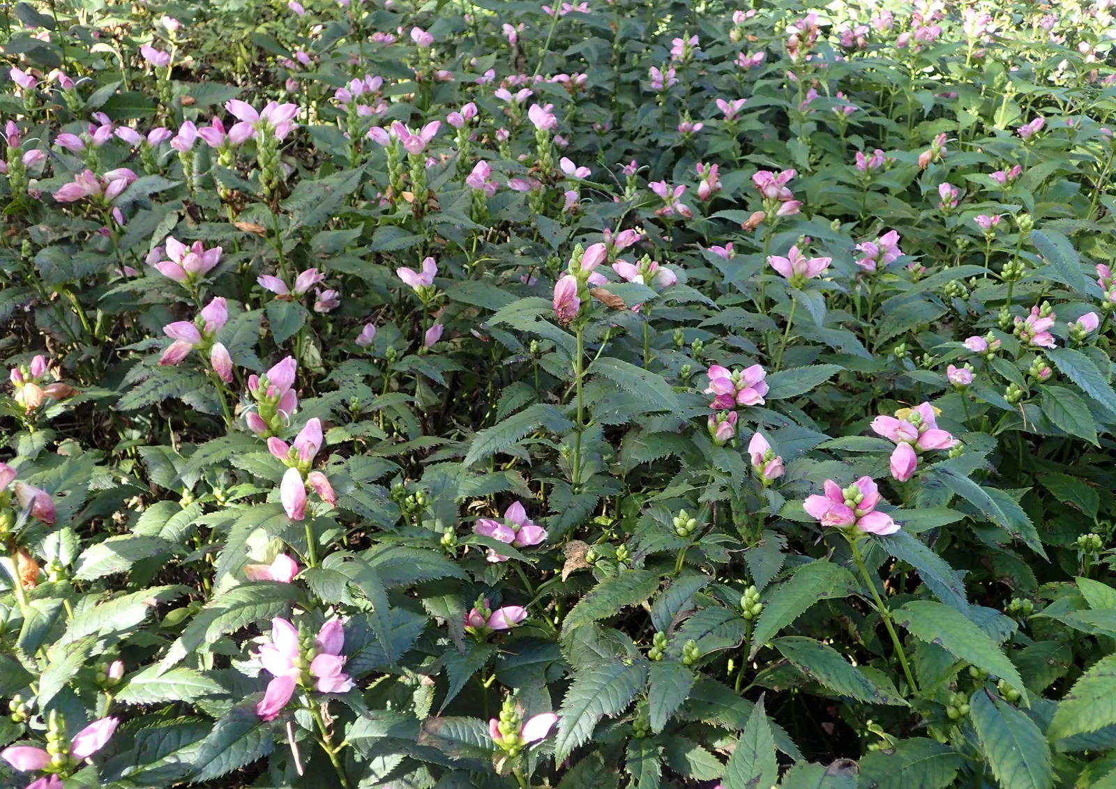 Turtlehead (Chelone Obliqua) — Turtlehead flowers are noted for their rich pink to rose-purple color