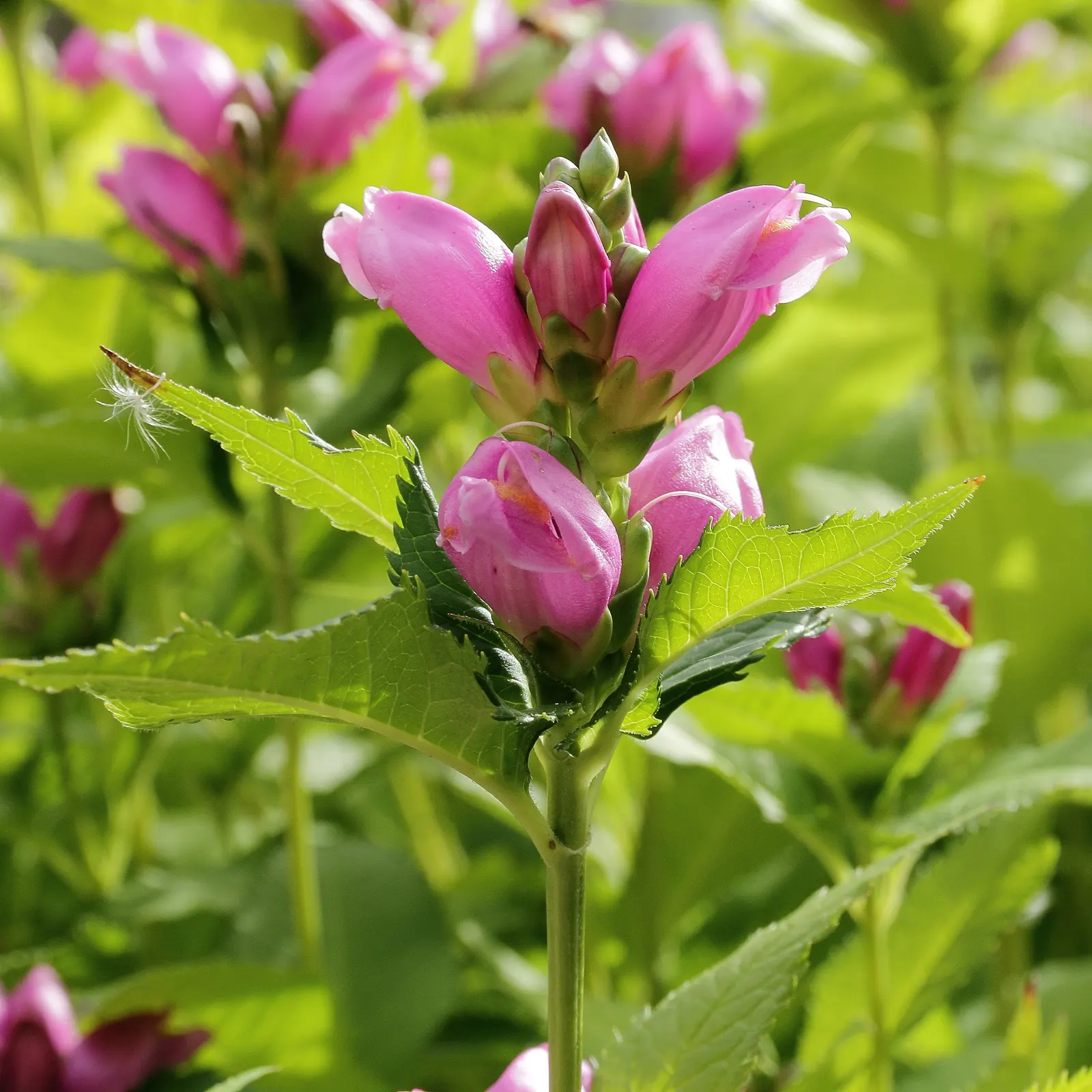 Turtlehead (Chelone Obliqua) — It prefers fertile, humus-rich soil that is well-draining, yet moisture-retentive; scientifically known as Chelone obliqua
