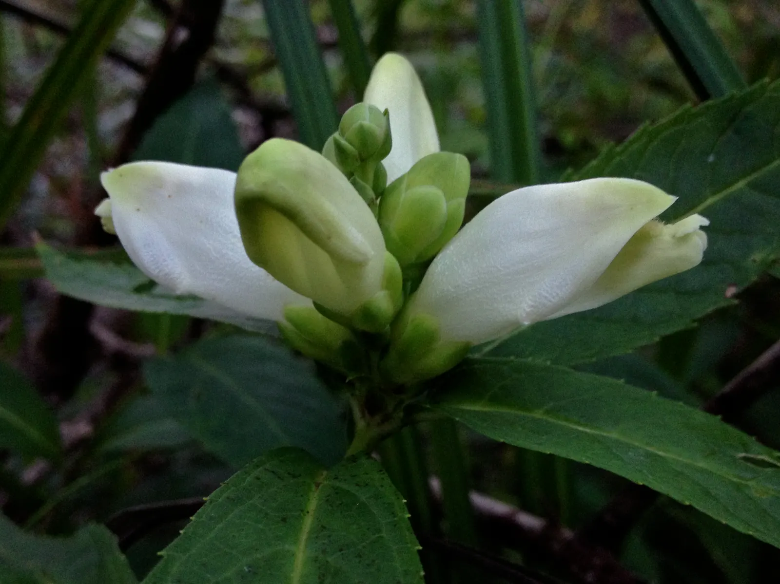 Turtlehead (Chelone Obliqua) — Thriving in zones 3-8, it reaches 2-3 feet in height and spreads 2 feet wide; pink flowers in the garden