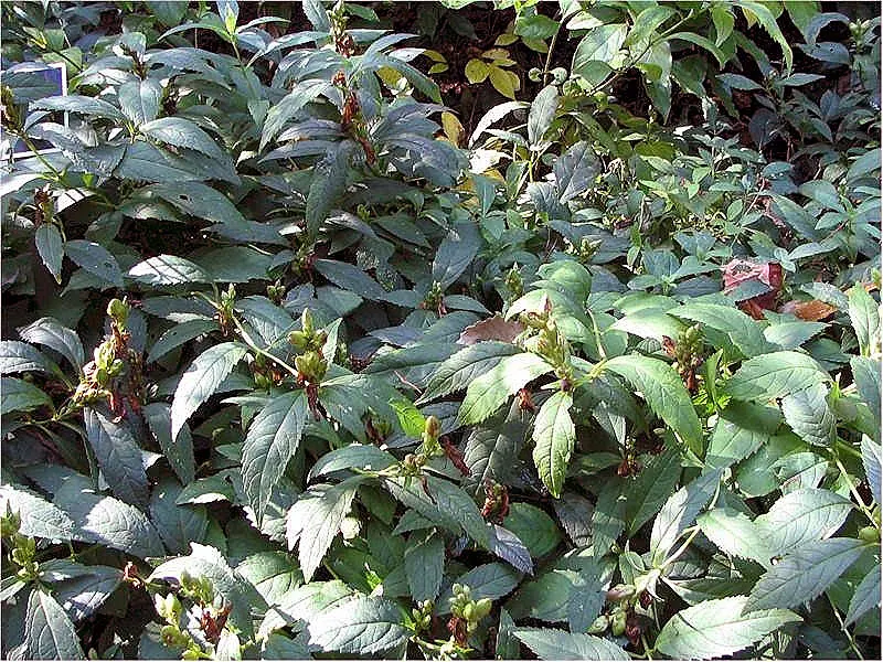 Turtlehead (Chelone Obliqua) — Requires minimal maintenance once established