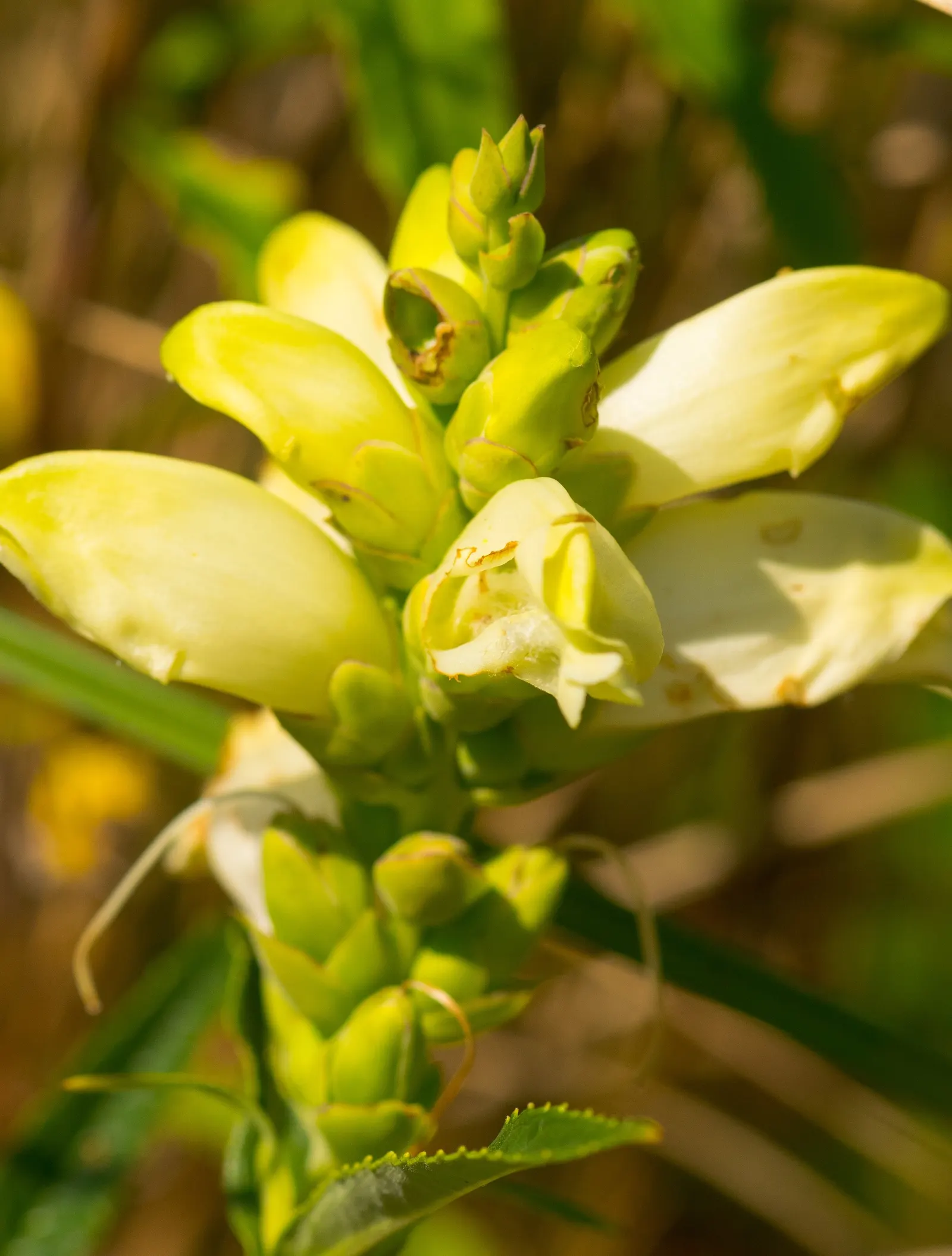 Turtlehead (Chelone Obliqua) — presenting a striking contrast against the lush