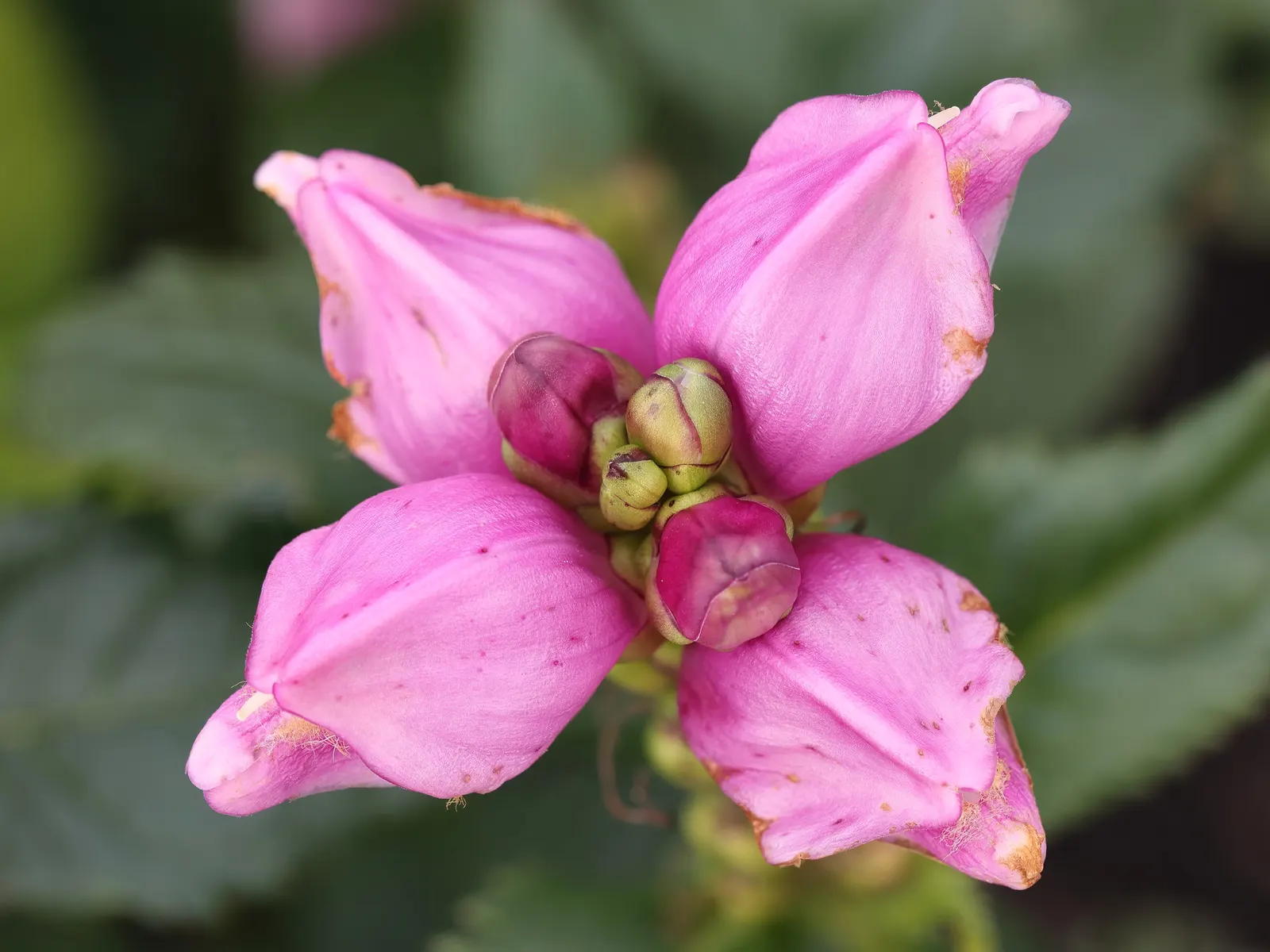 Turtlehead (Chelone Obliqua) — which grow up to 6 inches long.<br><br>Best planted in USDA Hardiness Zones 4 through 8